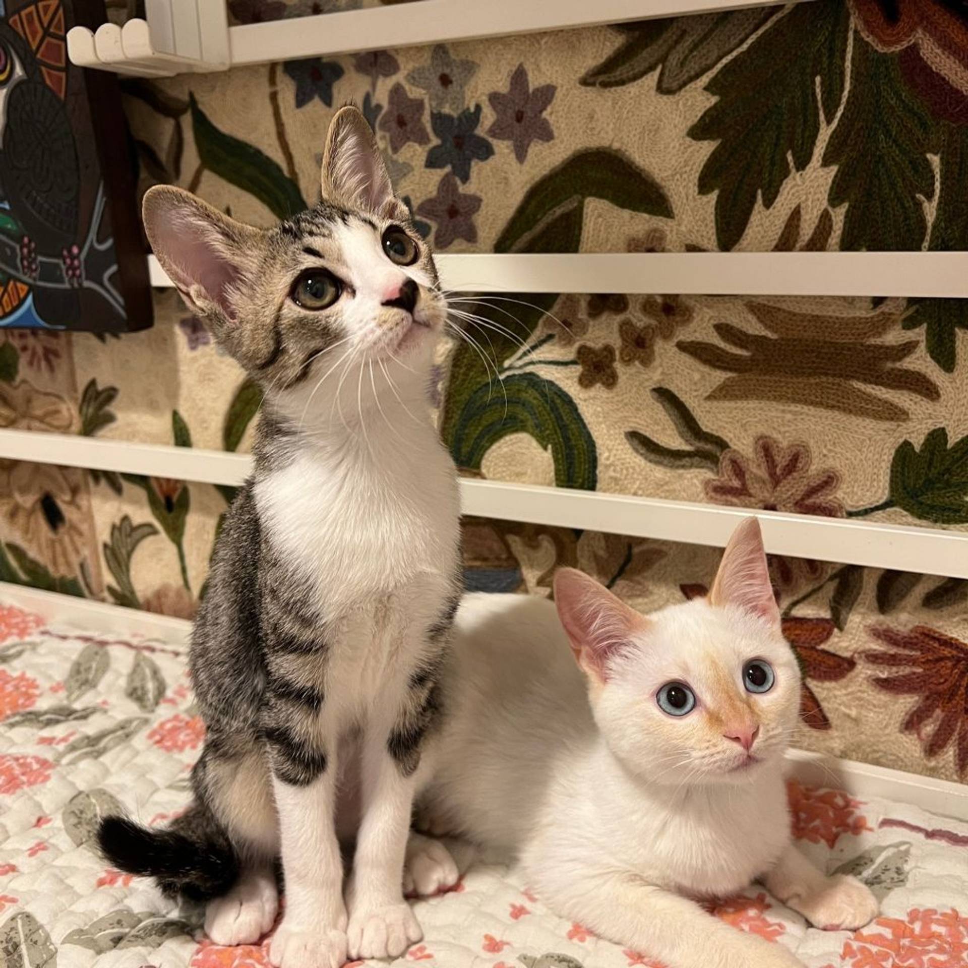 雑種（ミックス猫）・オスの里親募集の写真