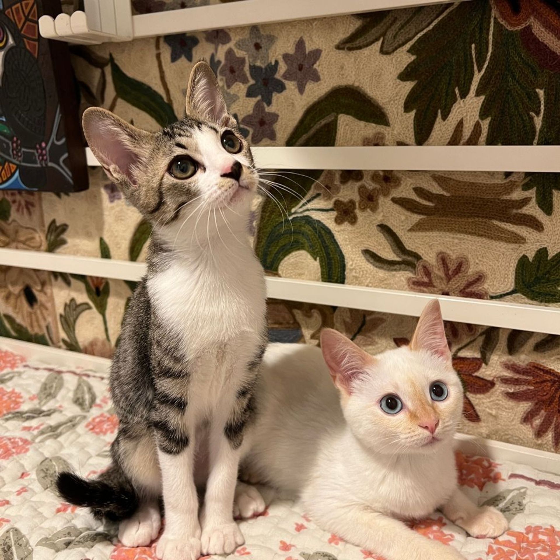 雑種（ミックス猫）・オスの里親募集の写真