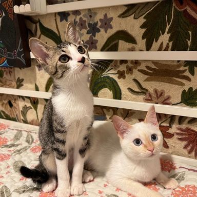マコ&トビウオの写真