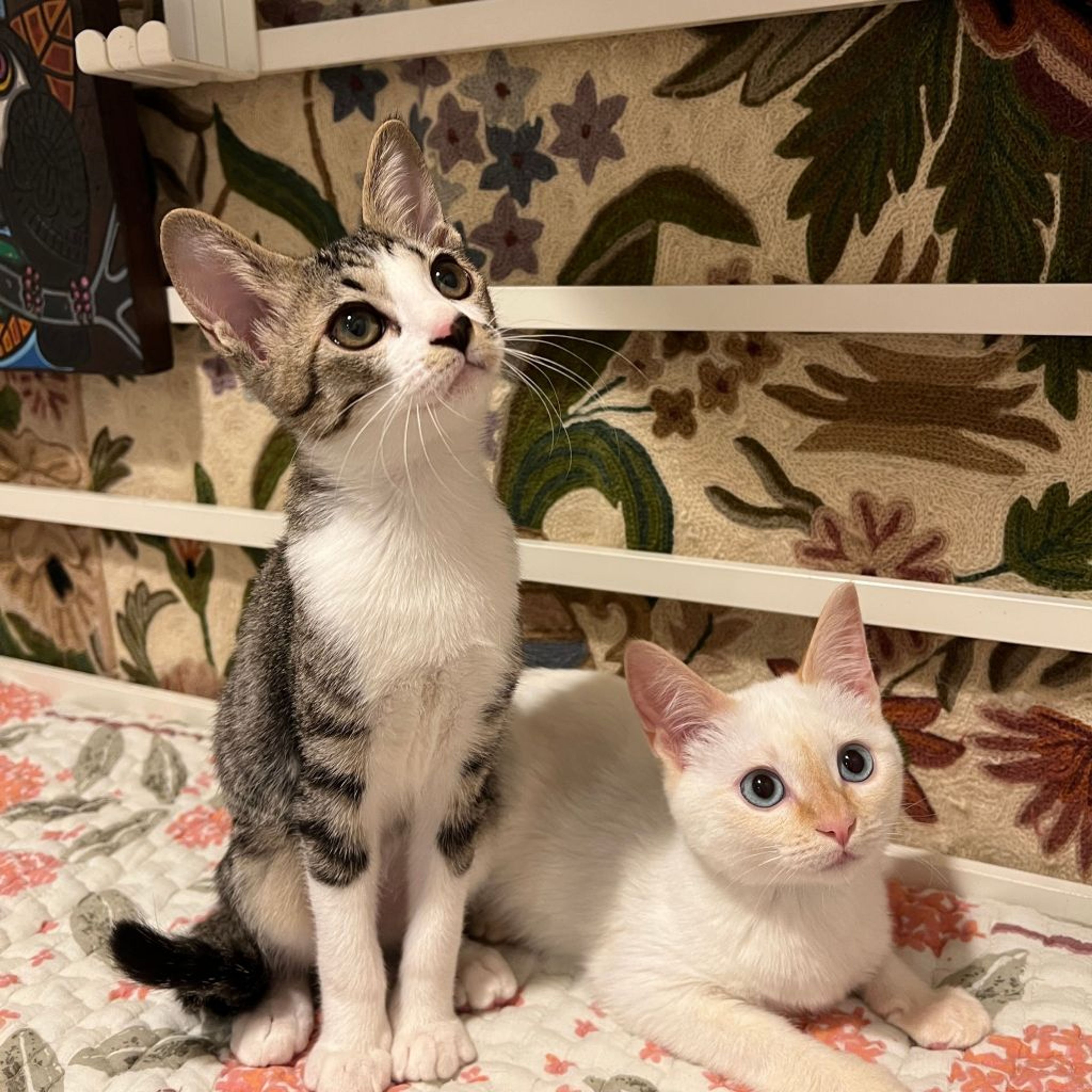 雑種（ミックス猫）・オスの里親募集の写真