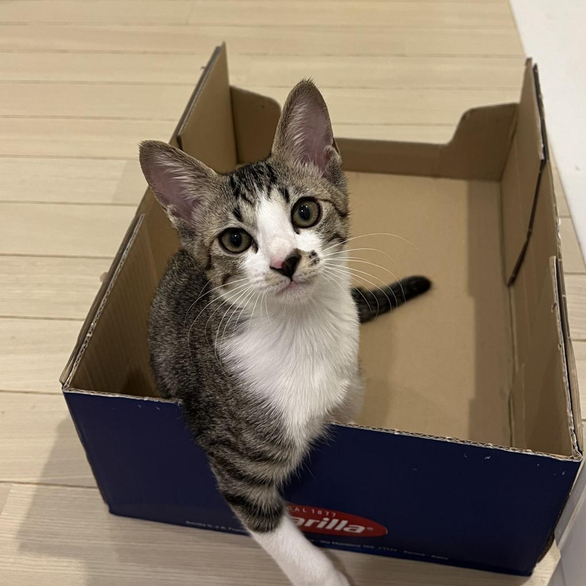 pet-image-3