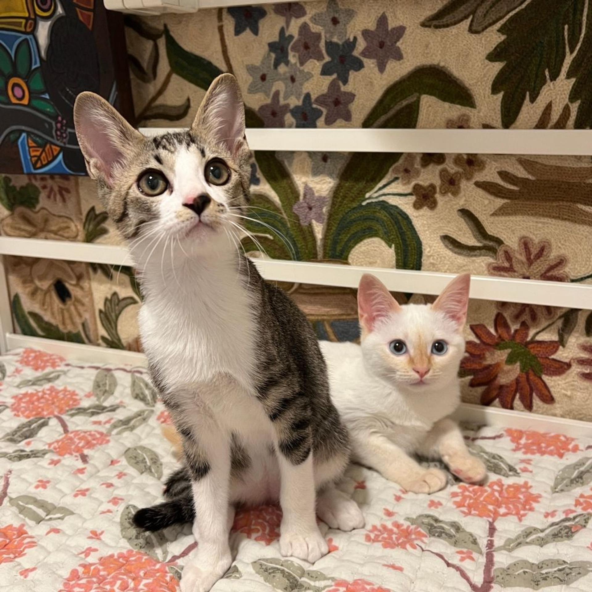 pet-image-5