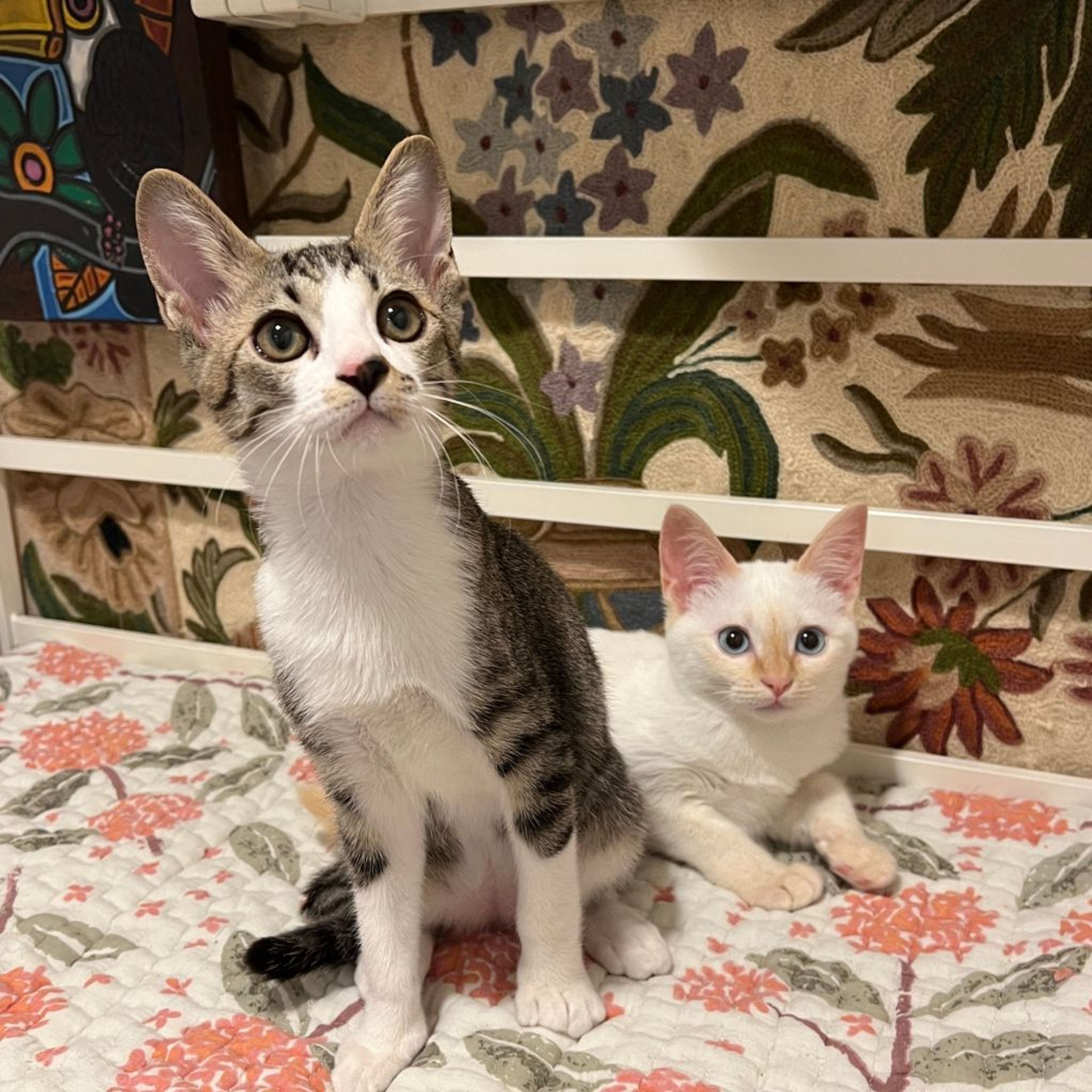 pet-image-5