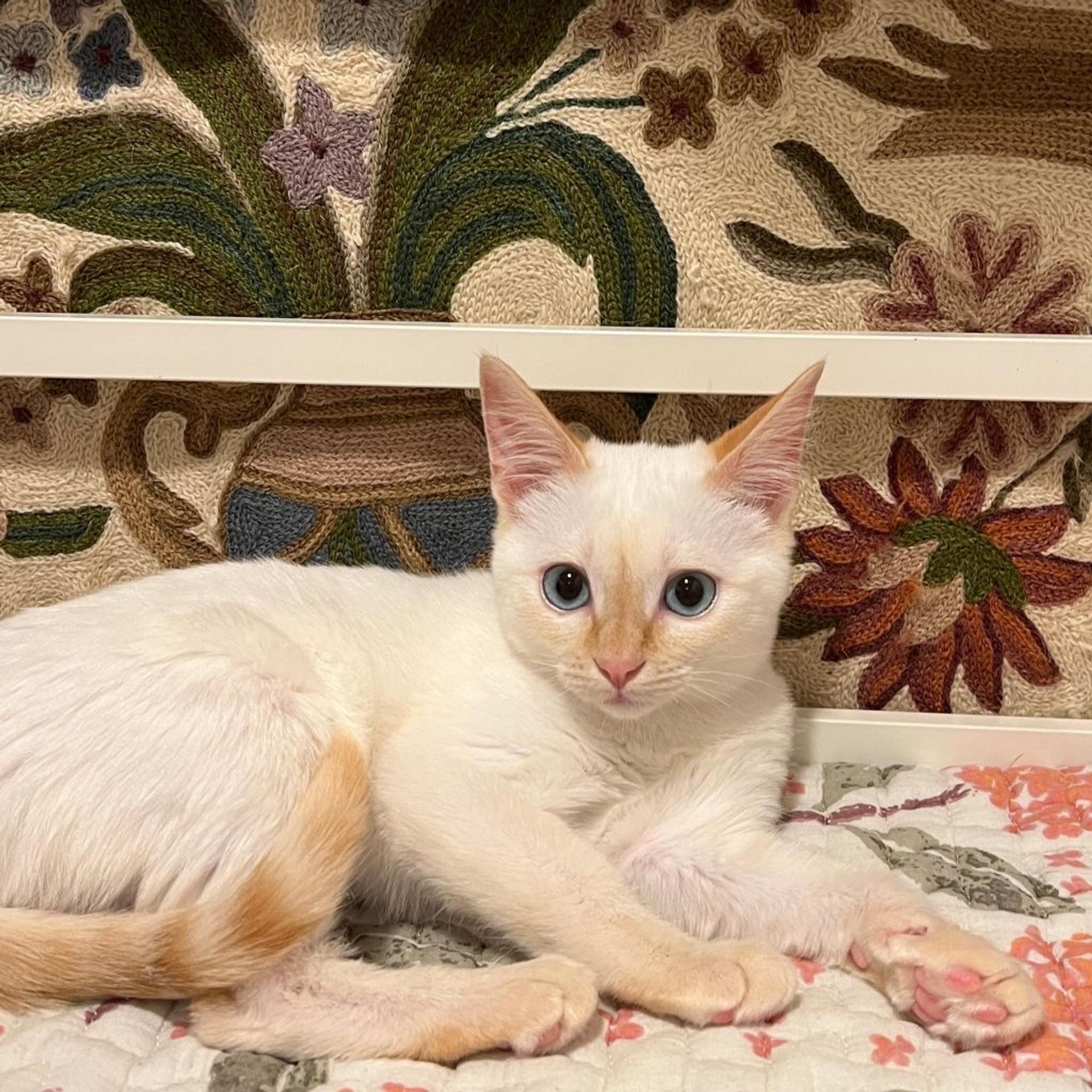 pet-image-8