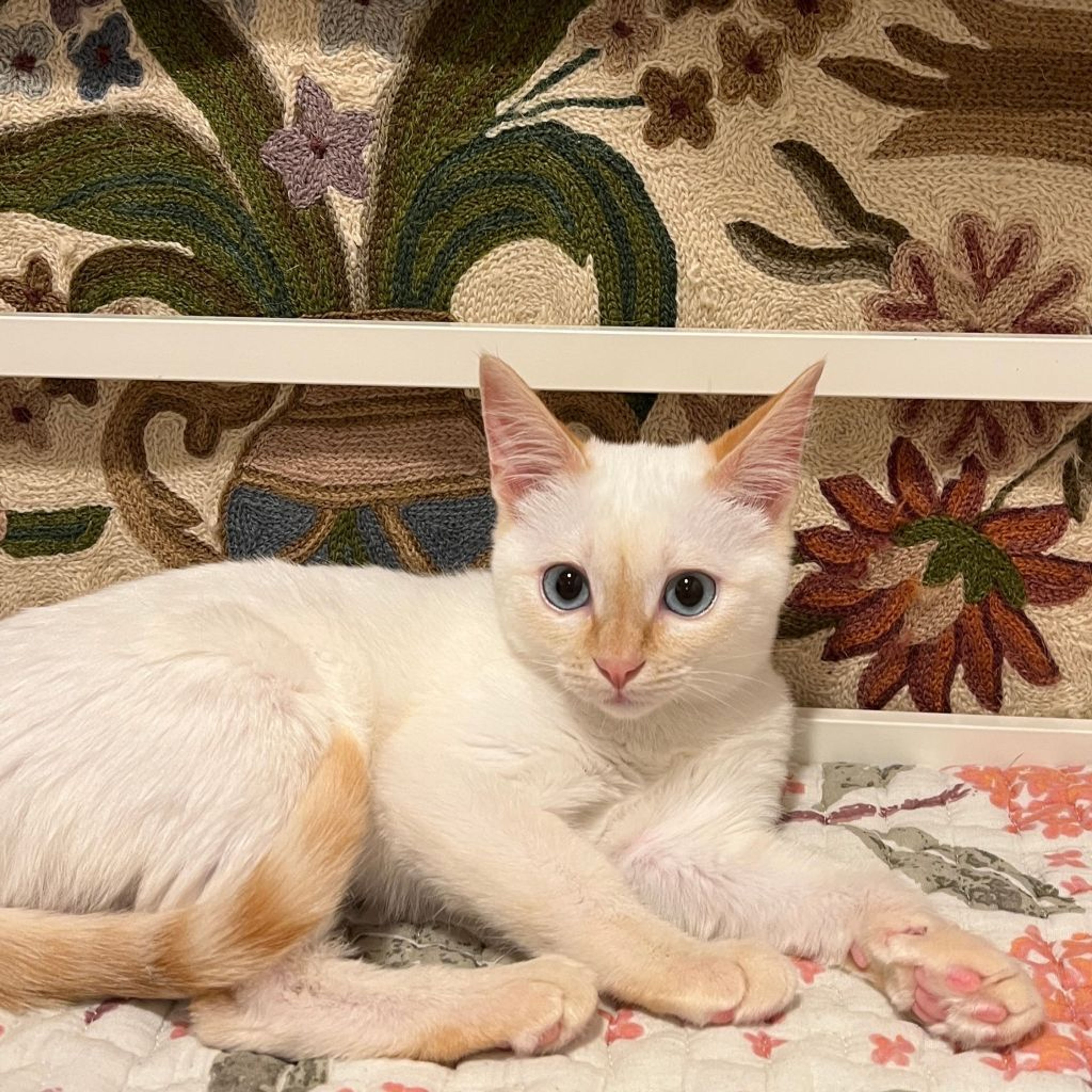 pet-image-8