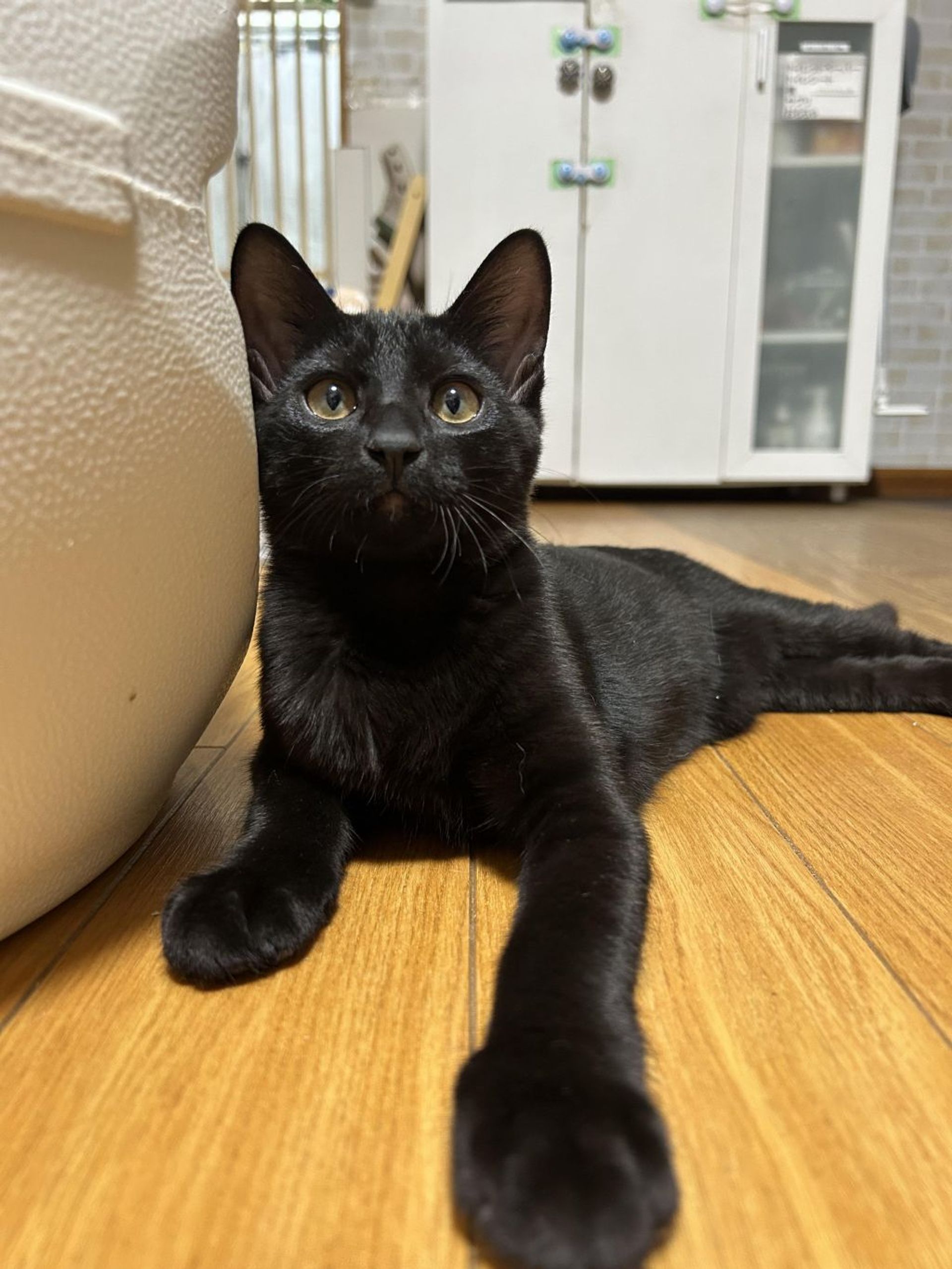 雑種（ミックス猫）・オスの里親募集の写真