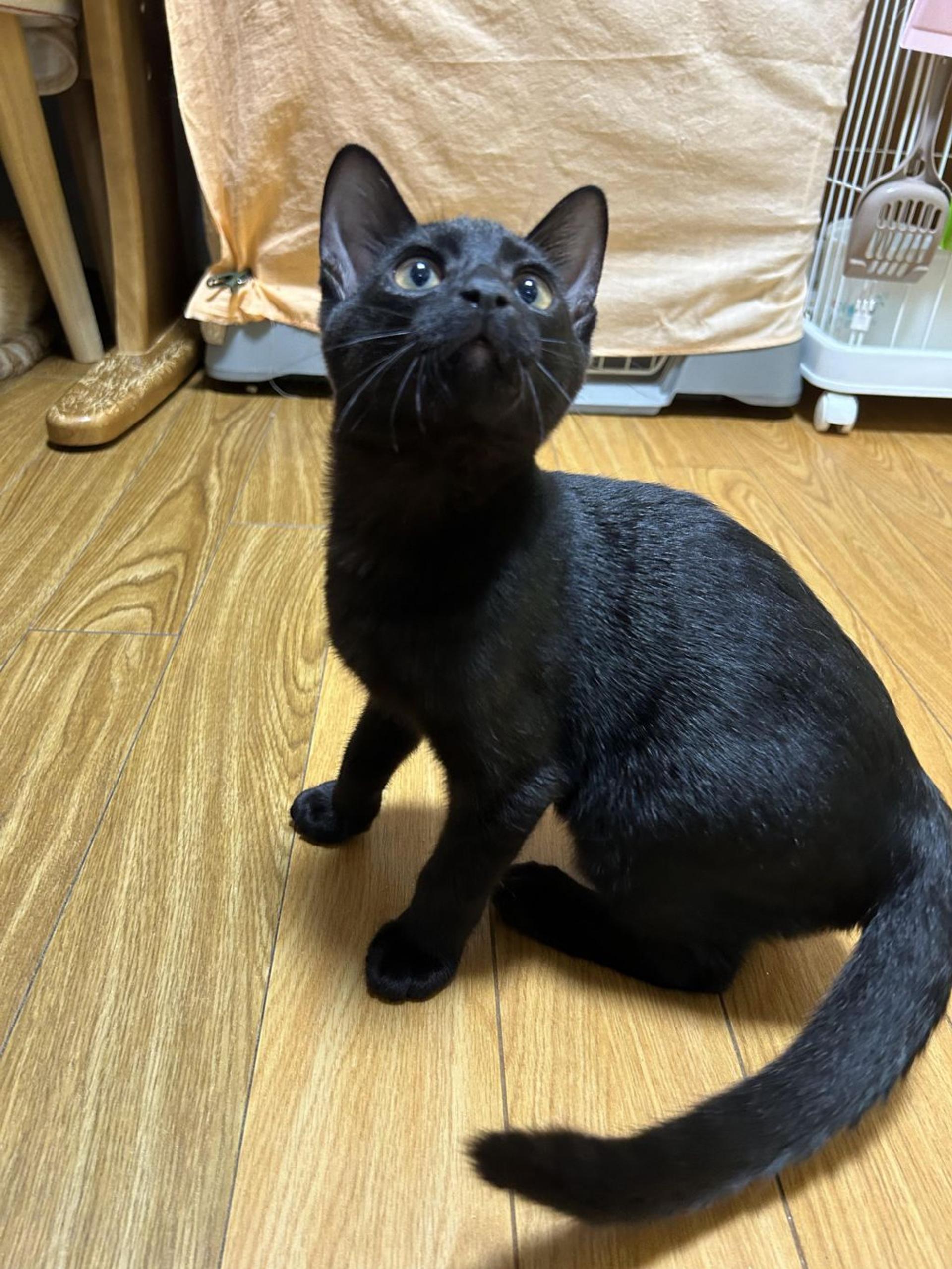 pet-image-3