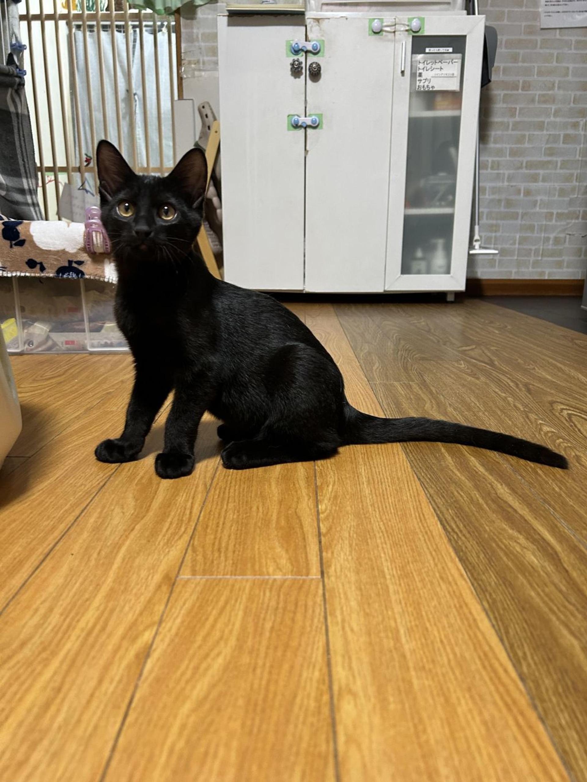 pet-image-5
