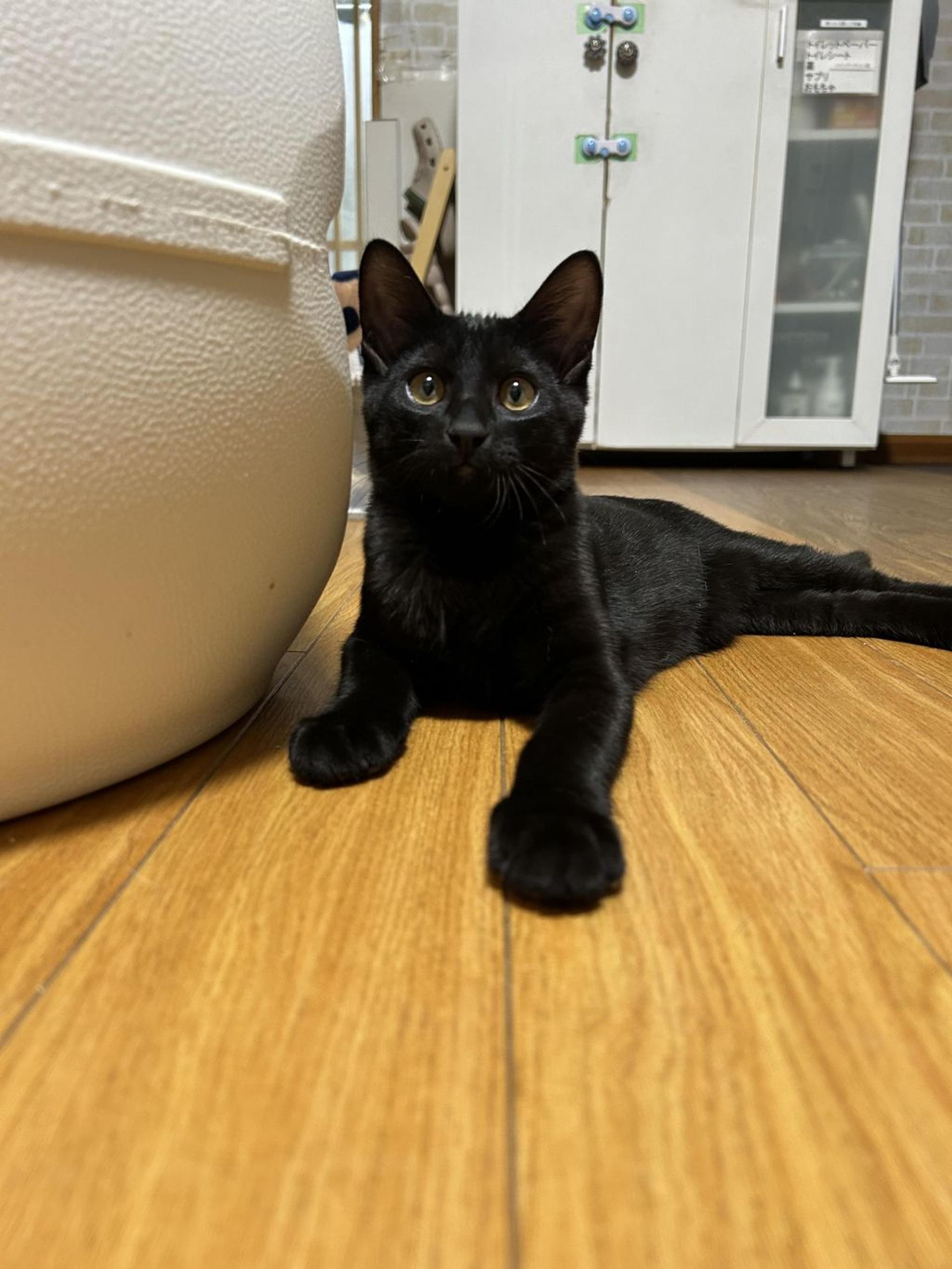 pet-image-6