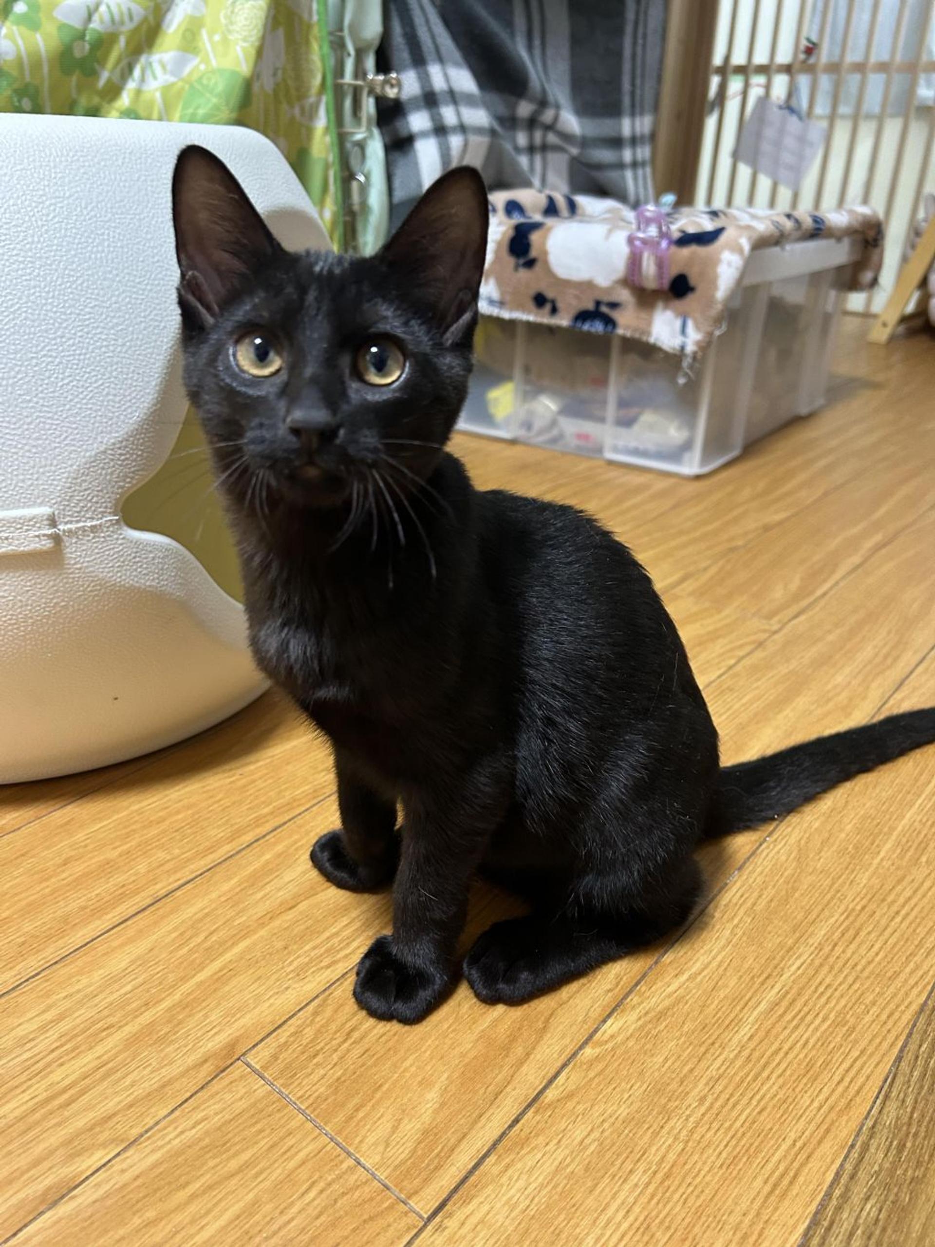 pet-image-8
