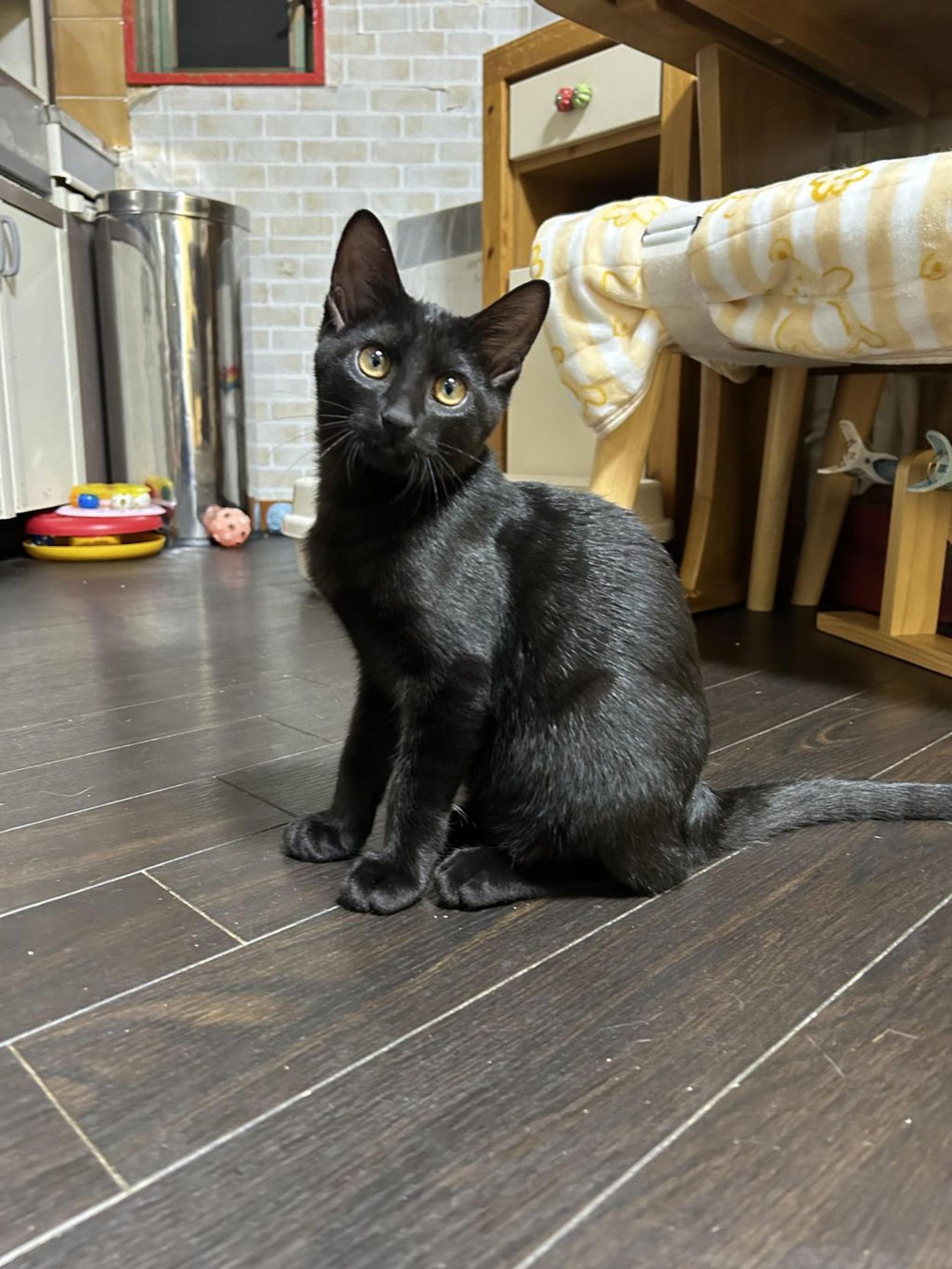 pet-image-9