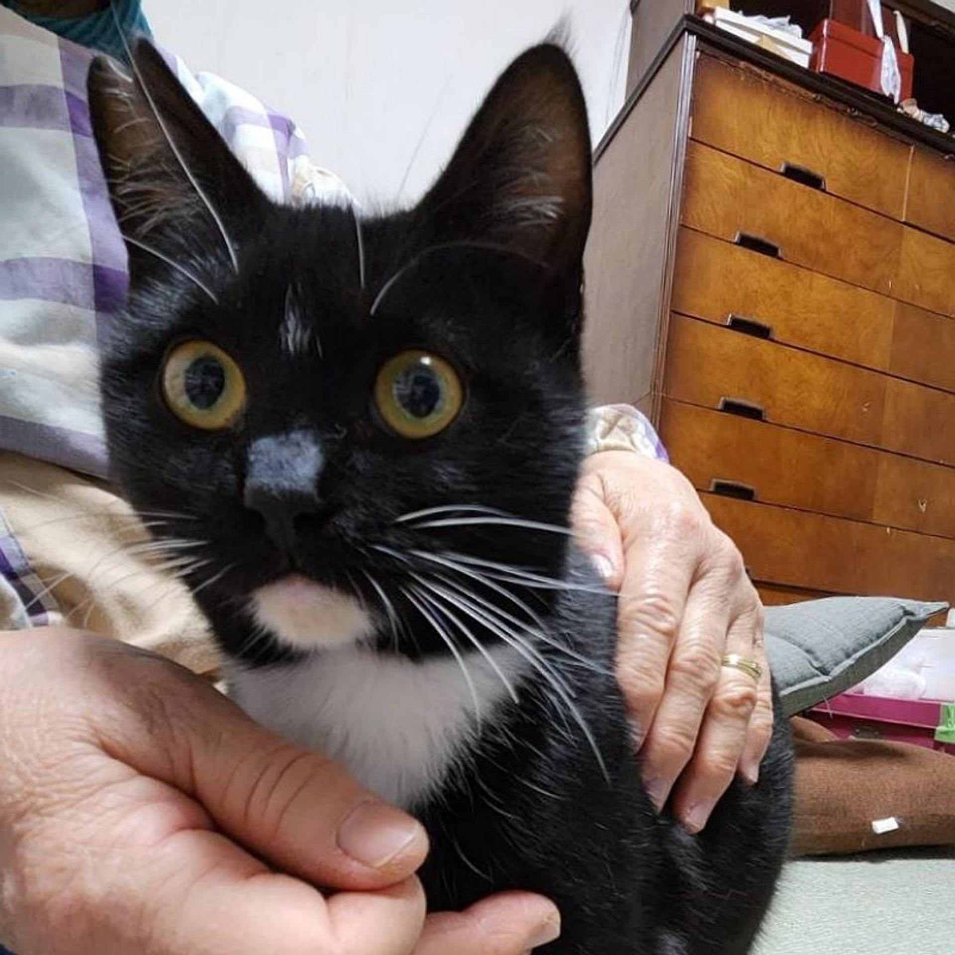 pet-image-4