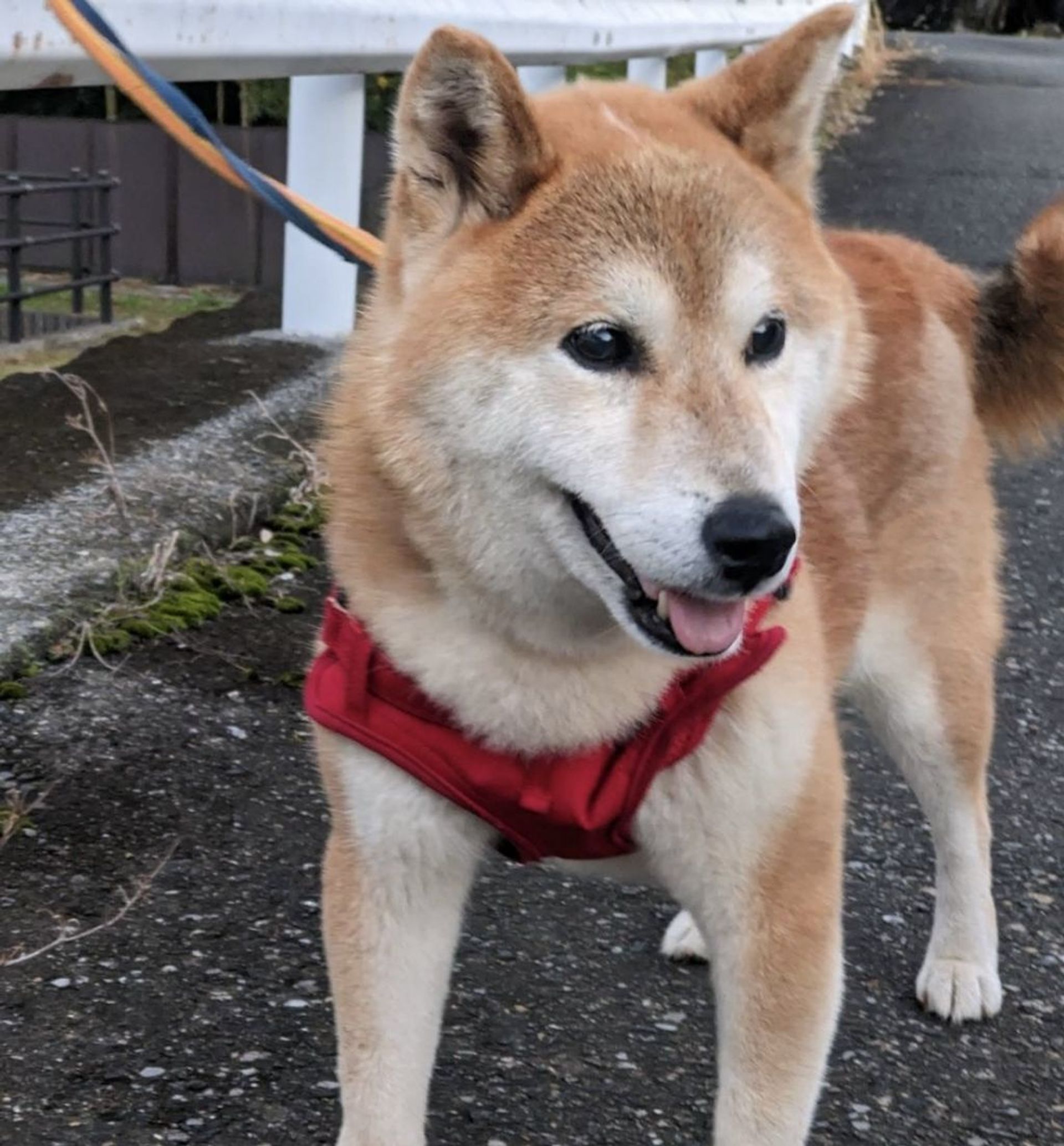 柴犬・オスの里親募集の写真