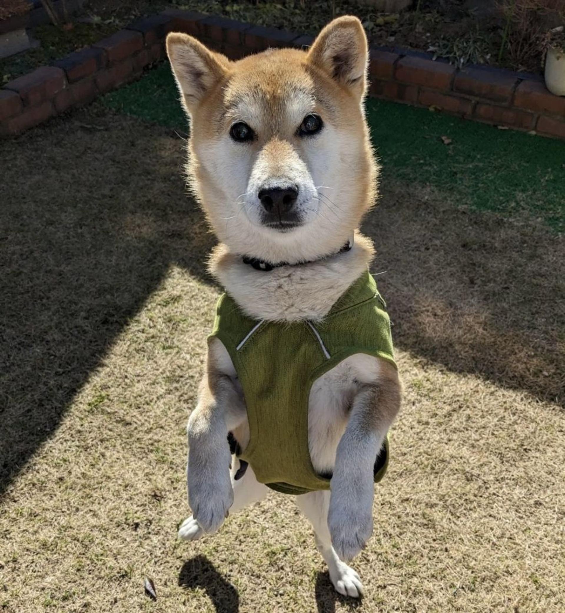 pet-image-4