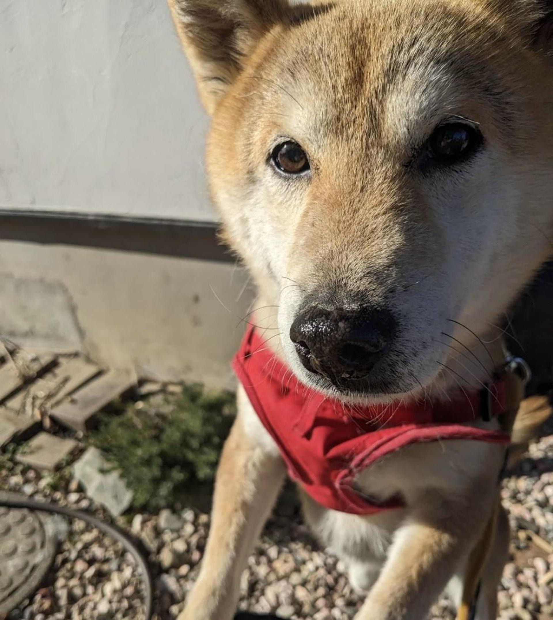 pet-image-5