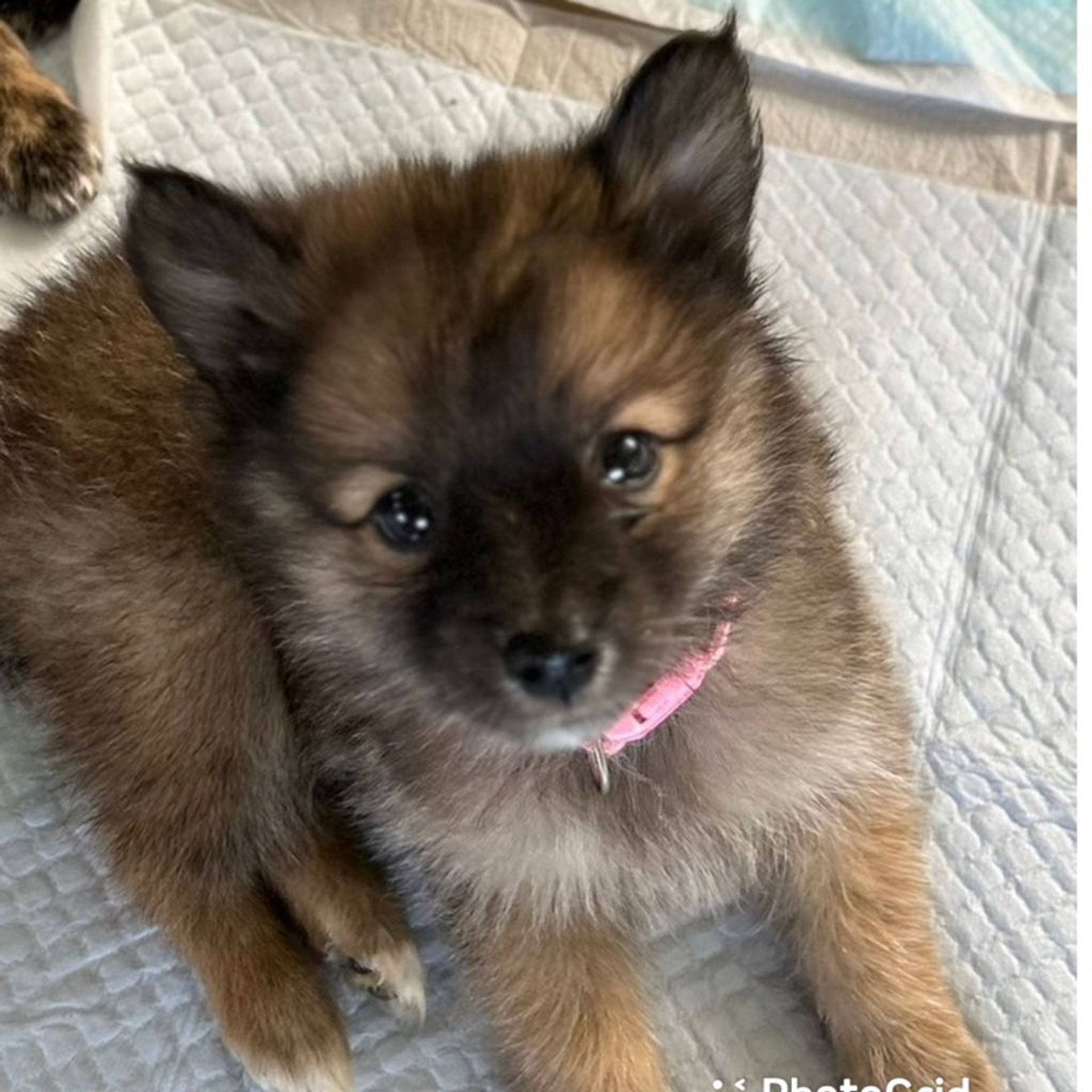 雑種（ミックス犬）・メスの里親募集の写真