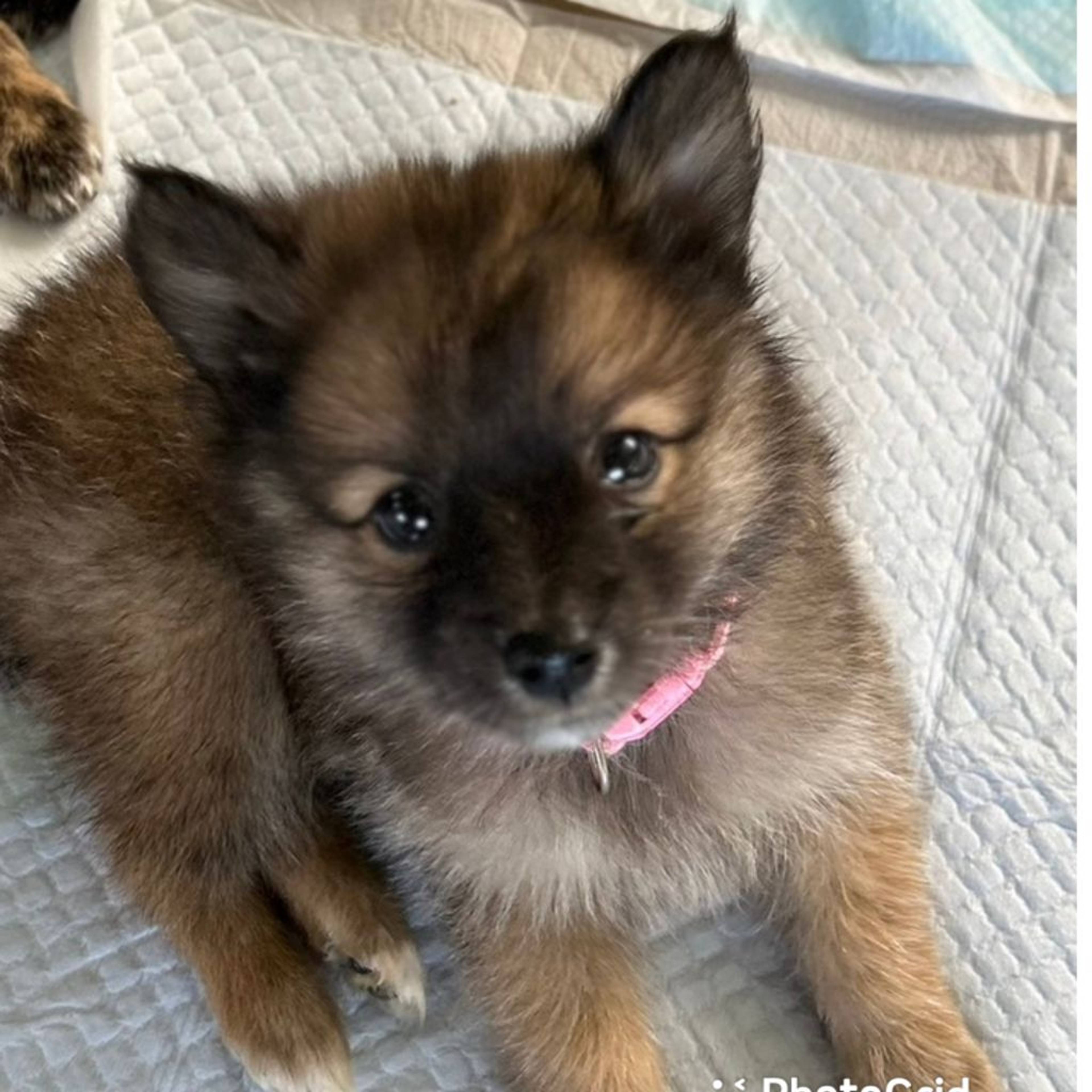 雑種（ミックス犬）・メスの里親募集の写真