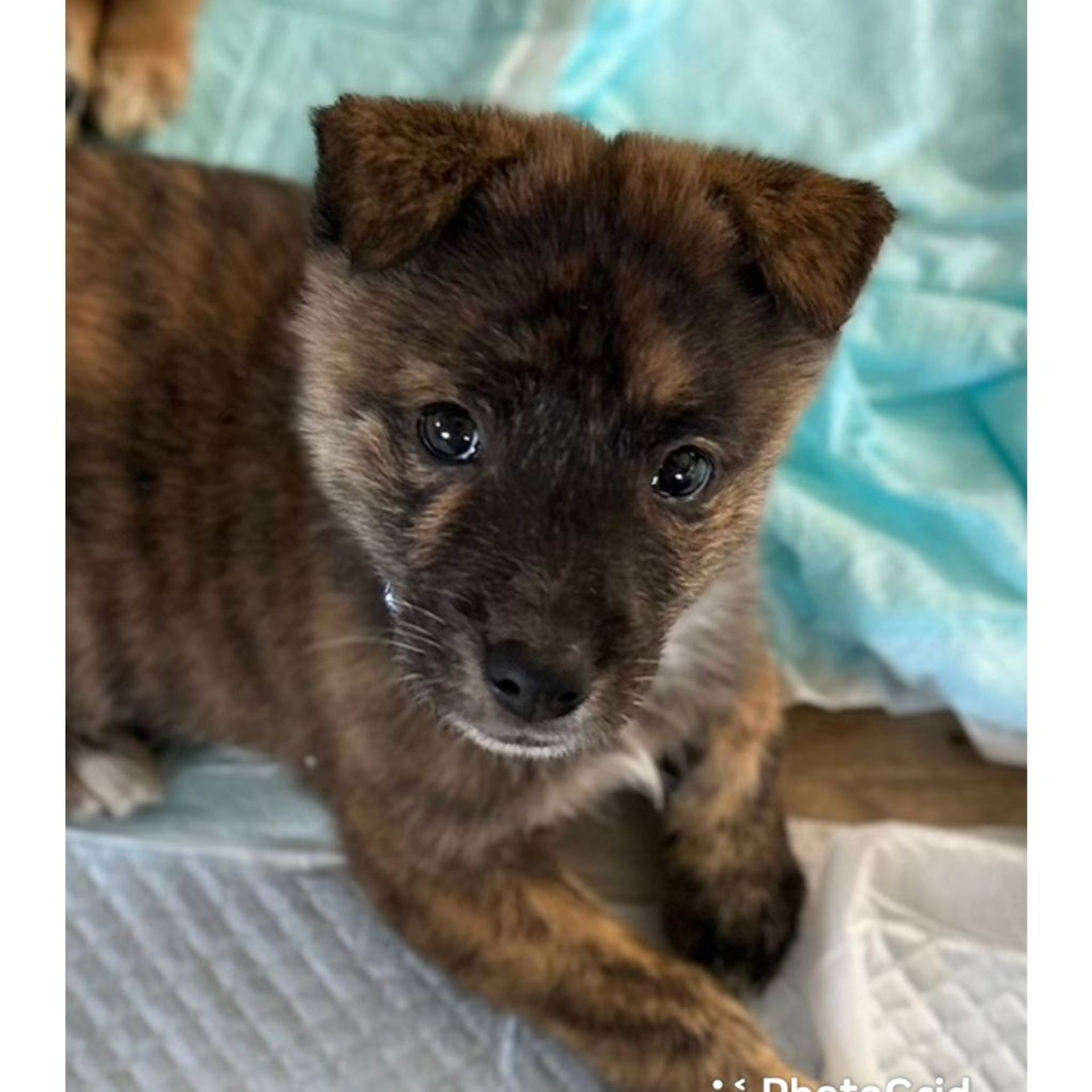 雑種（ミックス犬）・オスの里親募集の写真