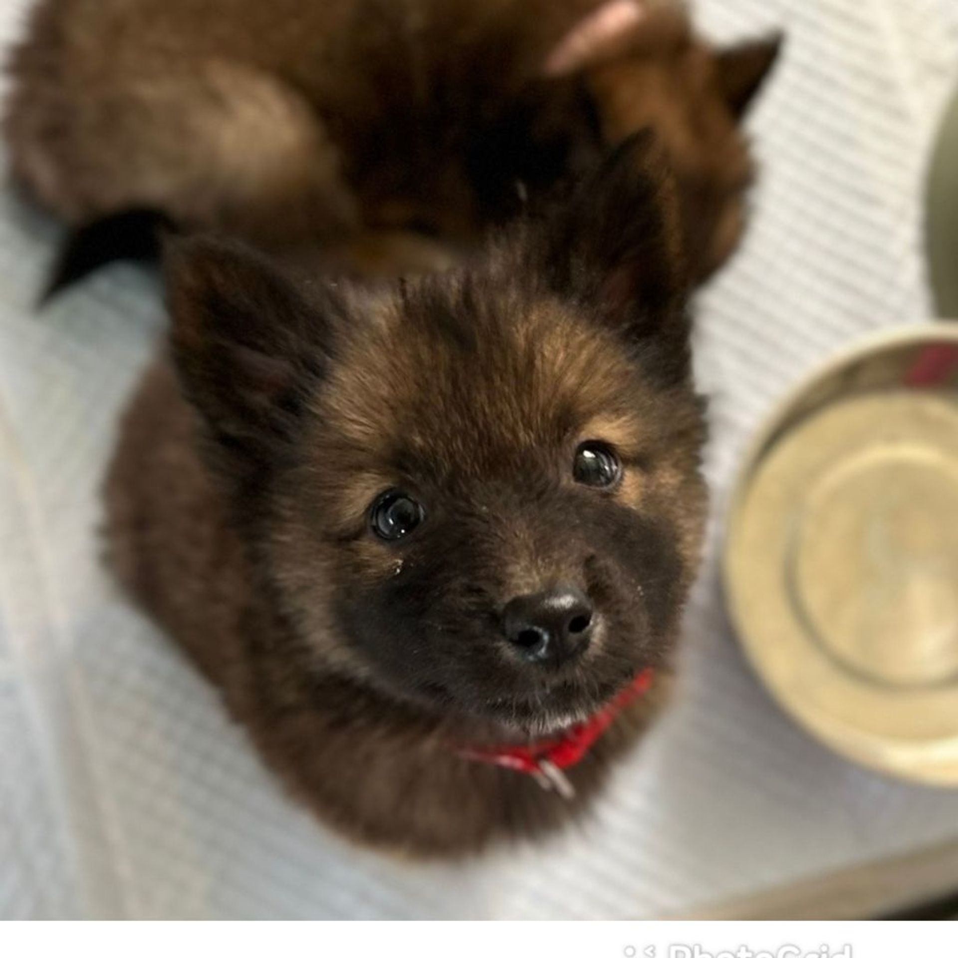 雑種（ミックス犬）・オスの里親募集の写真