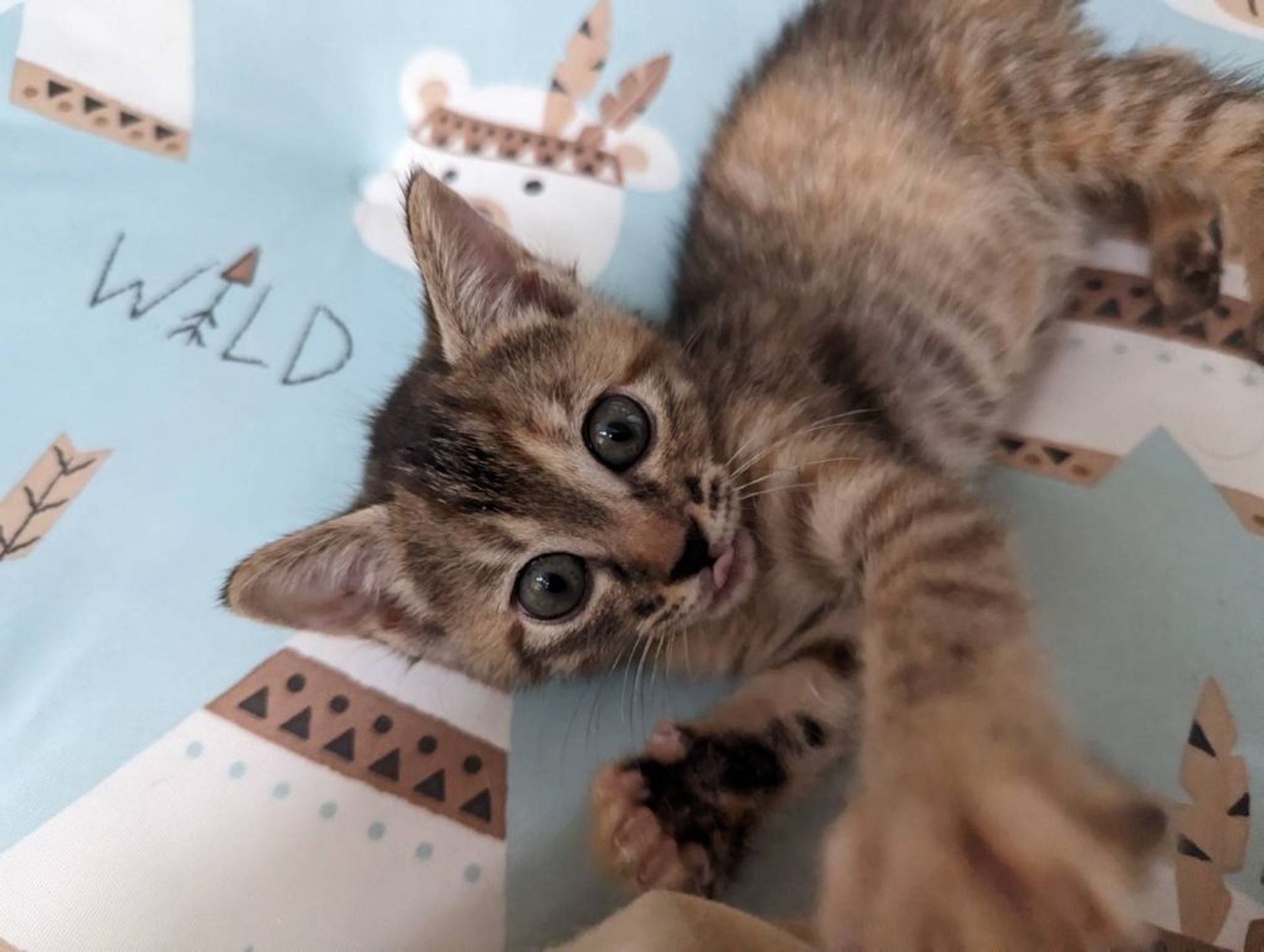 雑種（ミックス猫）・メスの里親募集の写真