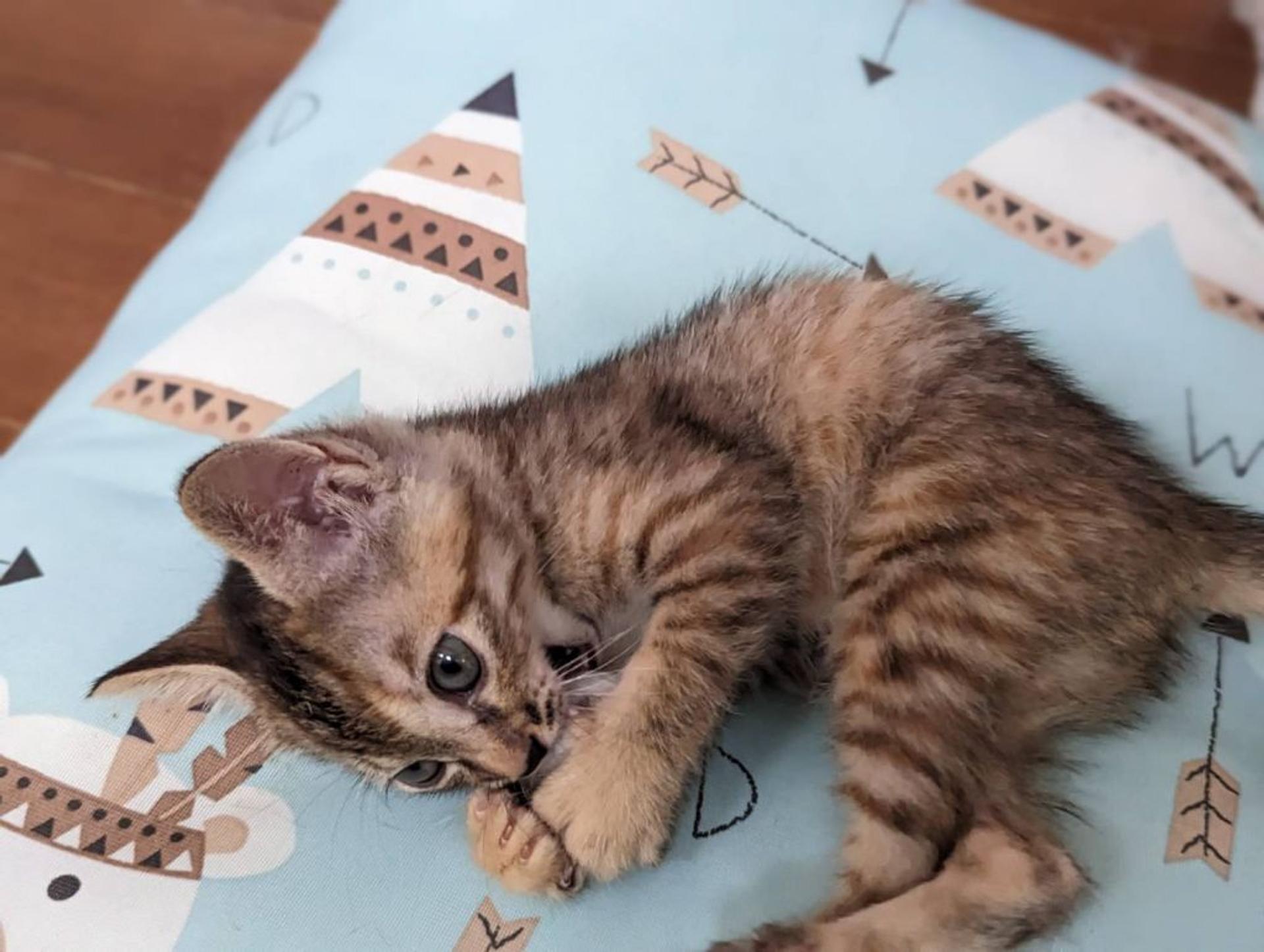 pet-image-3
