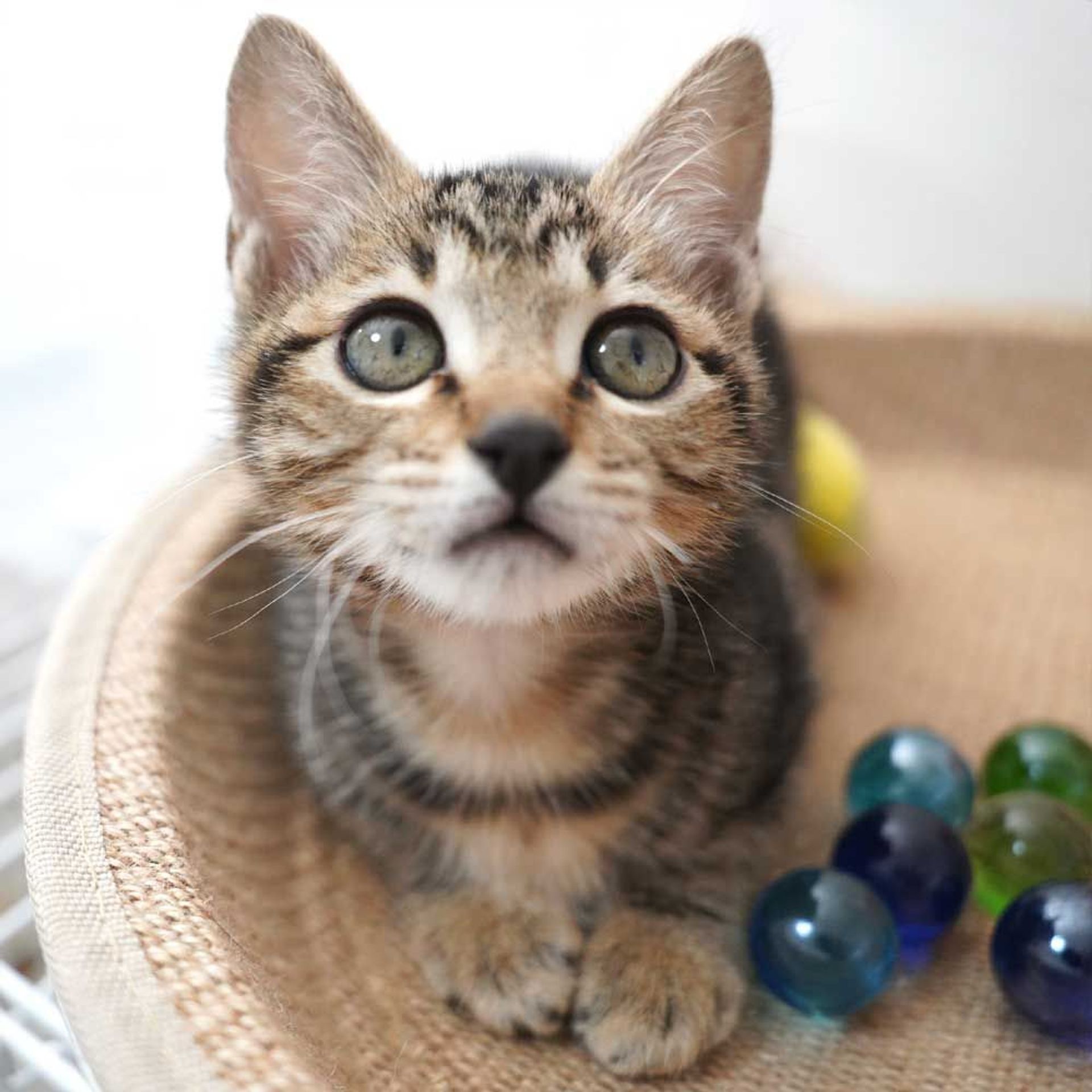 雑種（ミックス猫）・メスの里親募集の写真