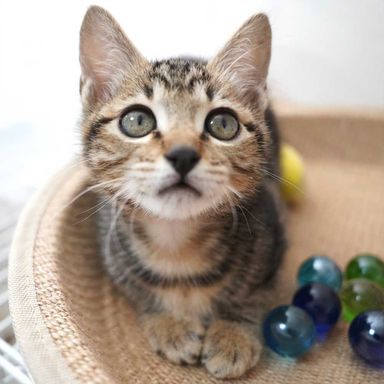 子猫3兄妹の内のアメショー柄の女の子の写真