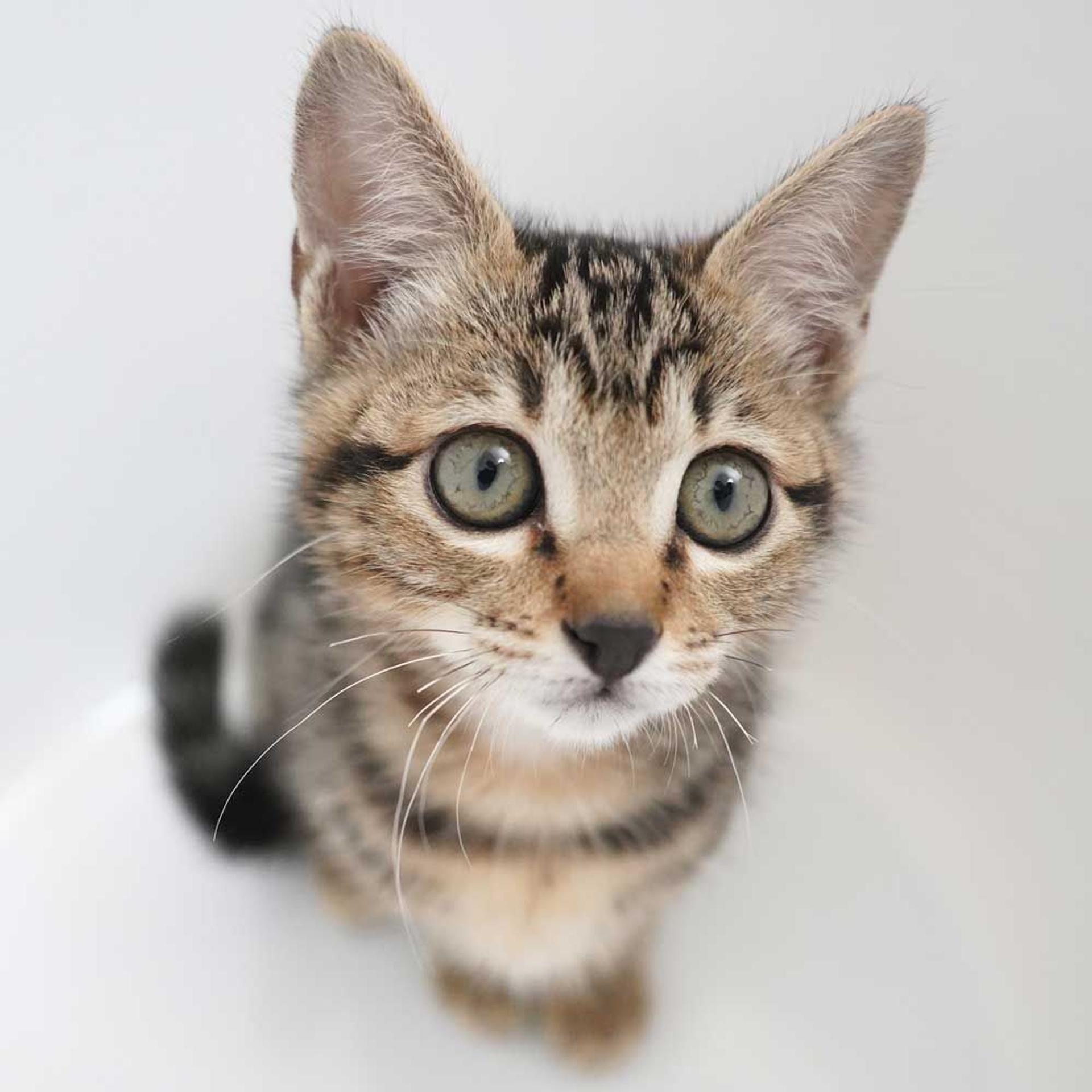 pet-image-4