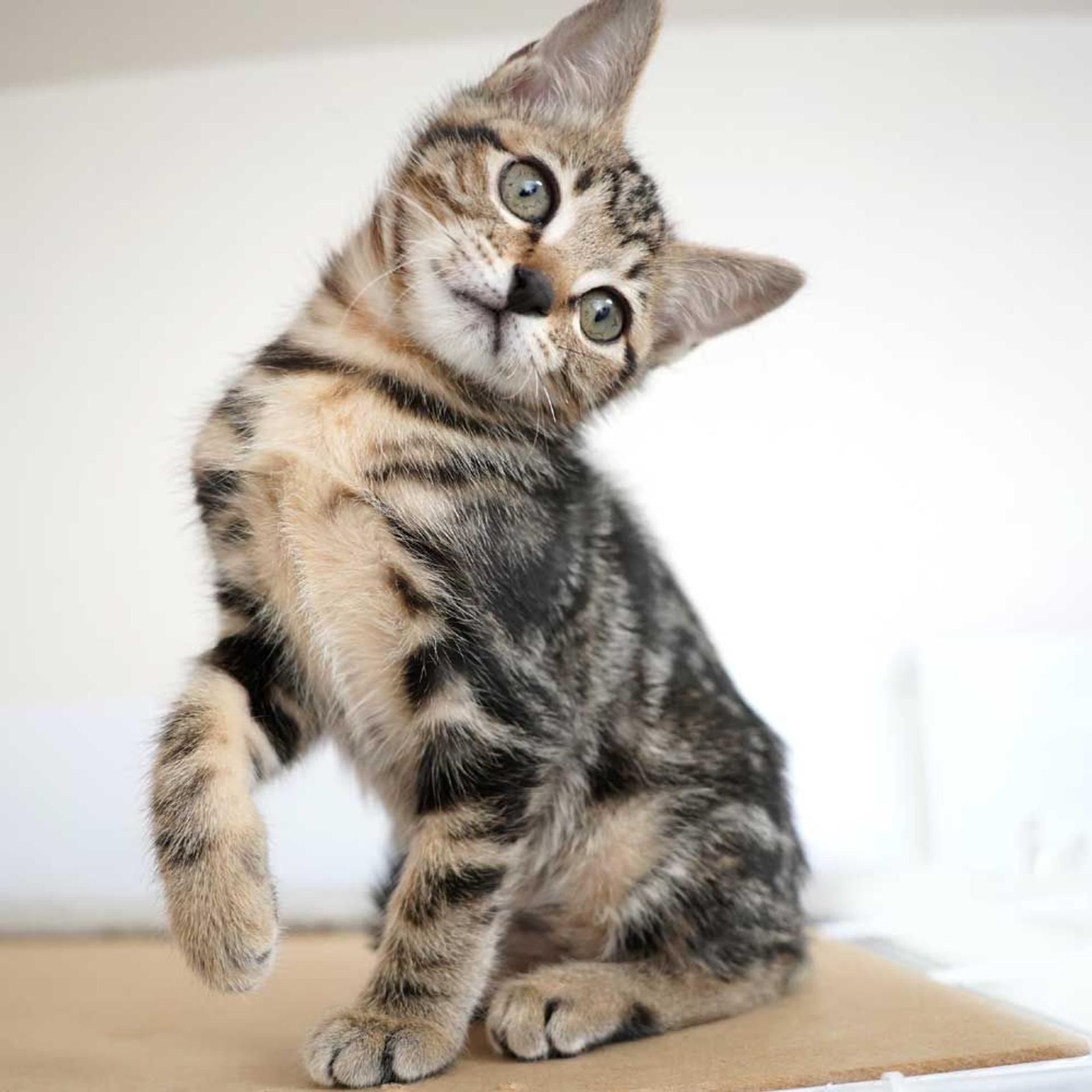 pet-image-6