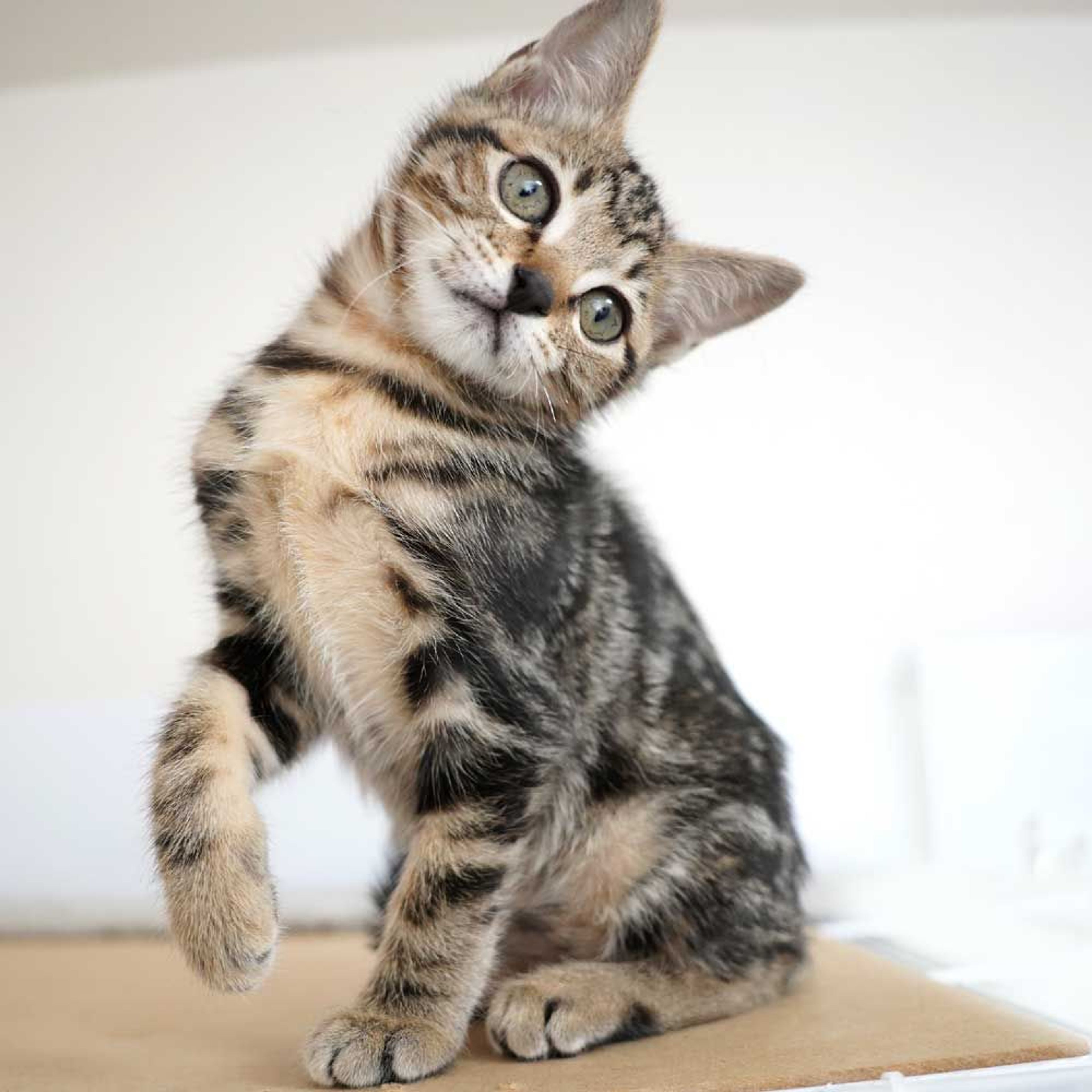 pet-image-6
