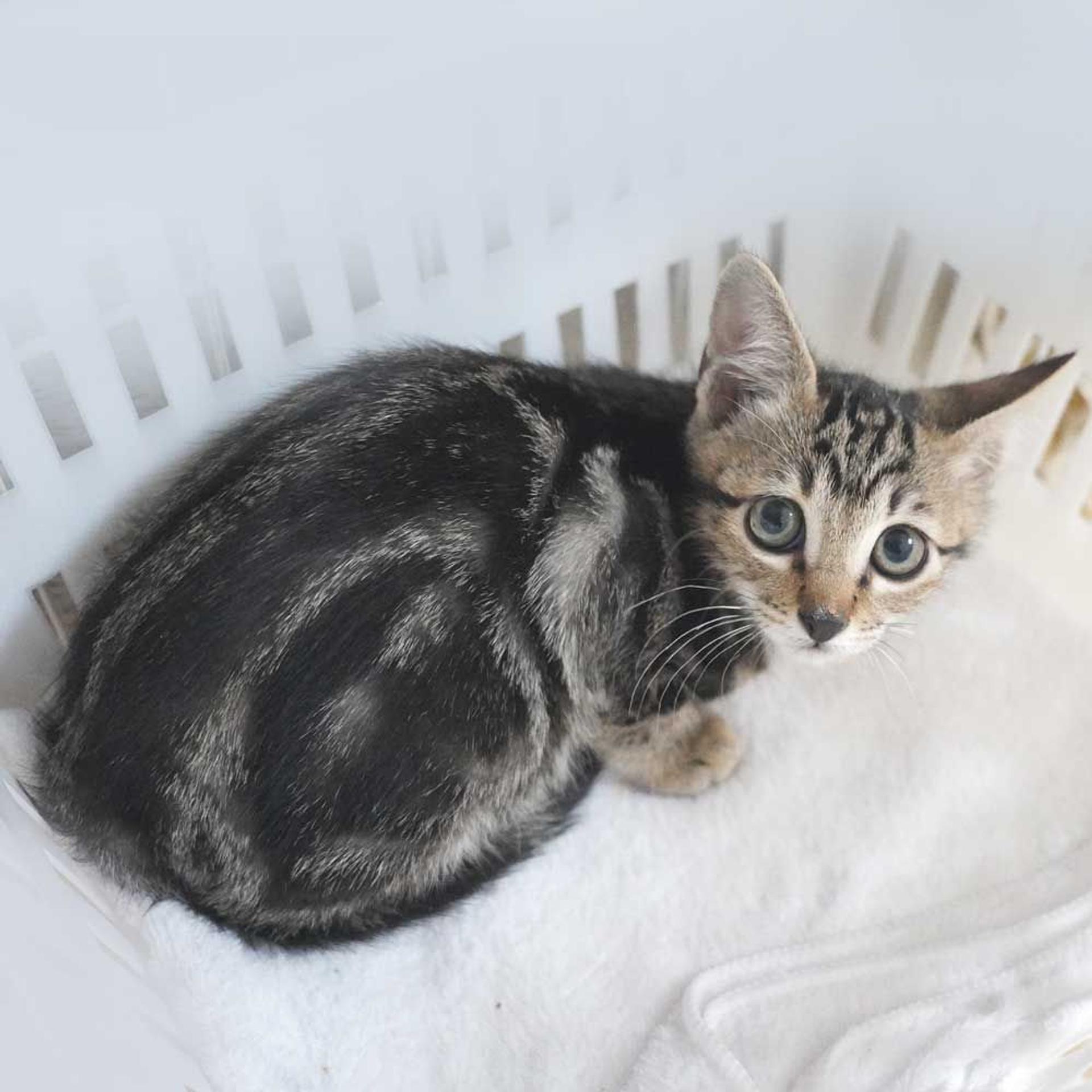 pet-image-7