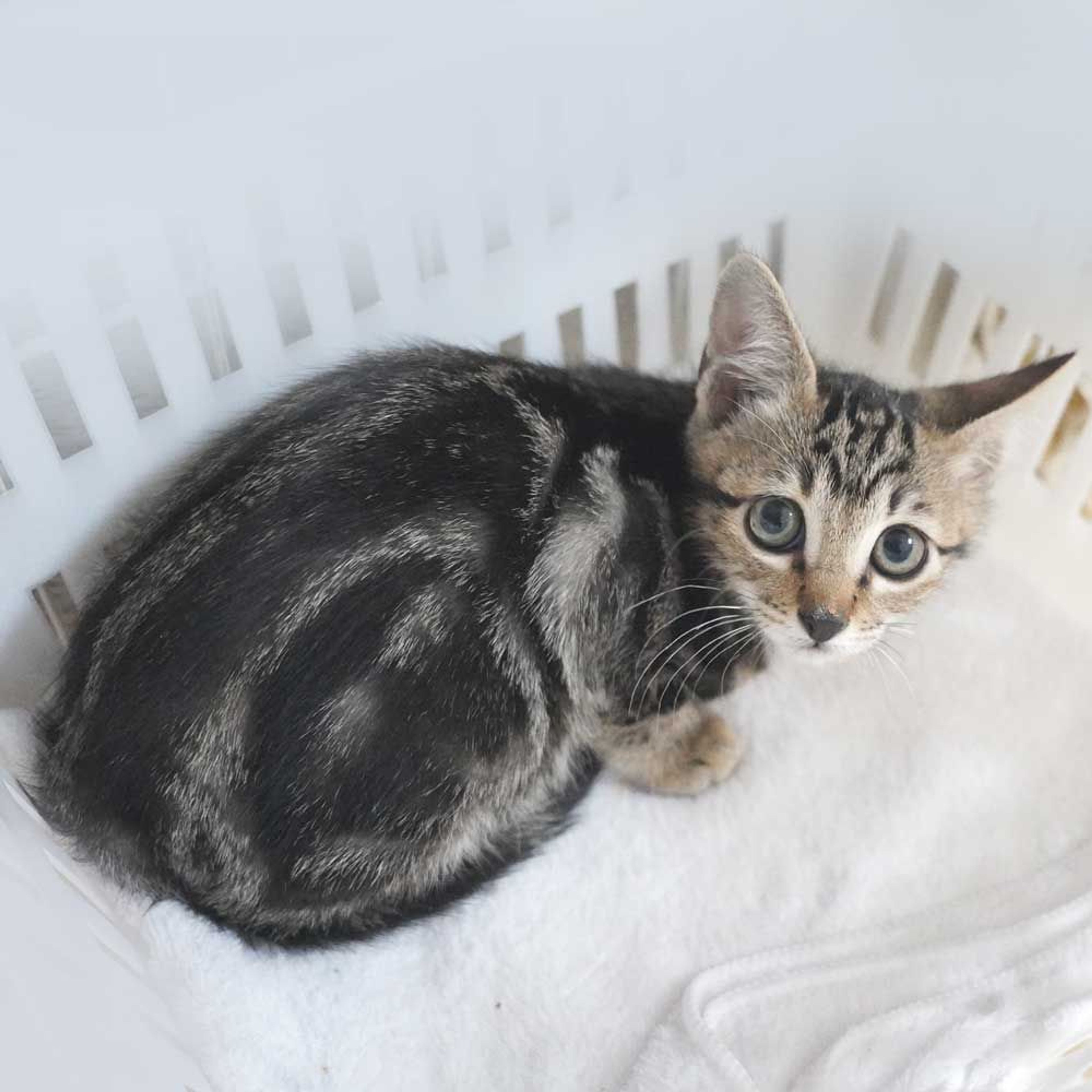 pet-image-7