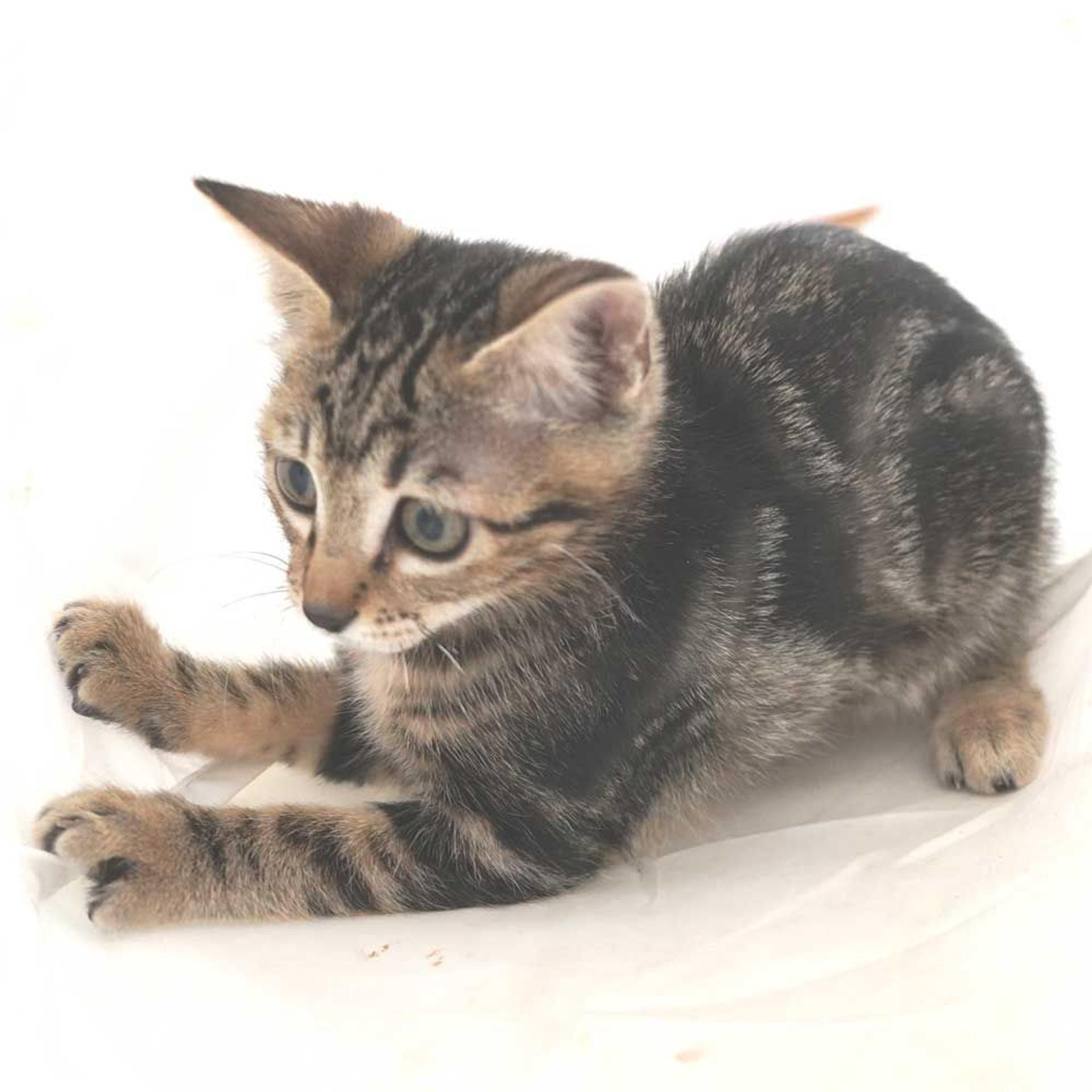 pet-image-8