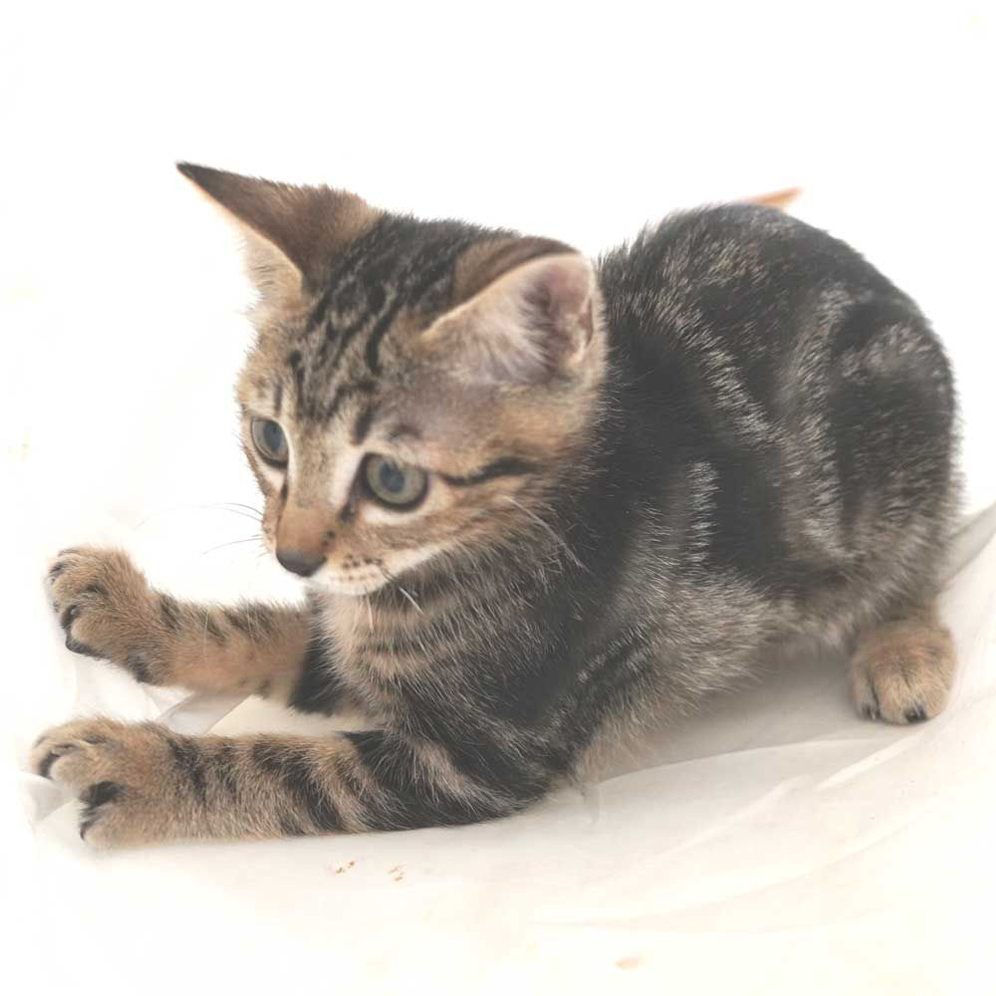 pet-image-8
