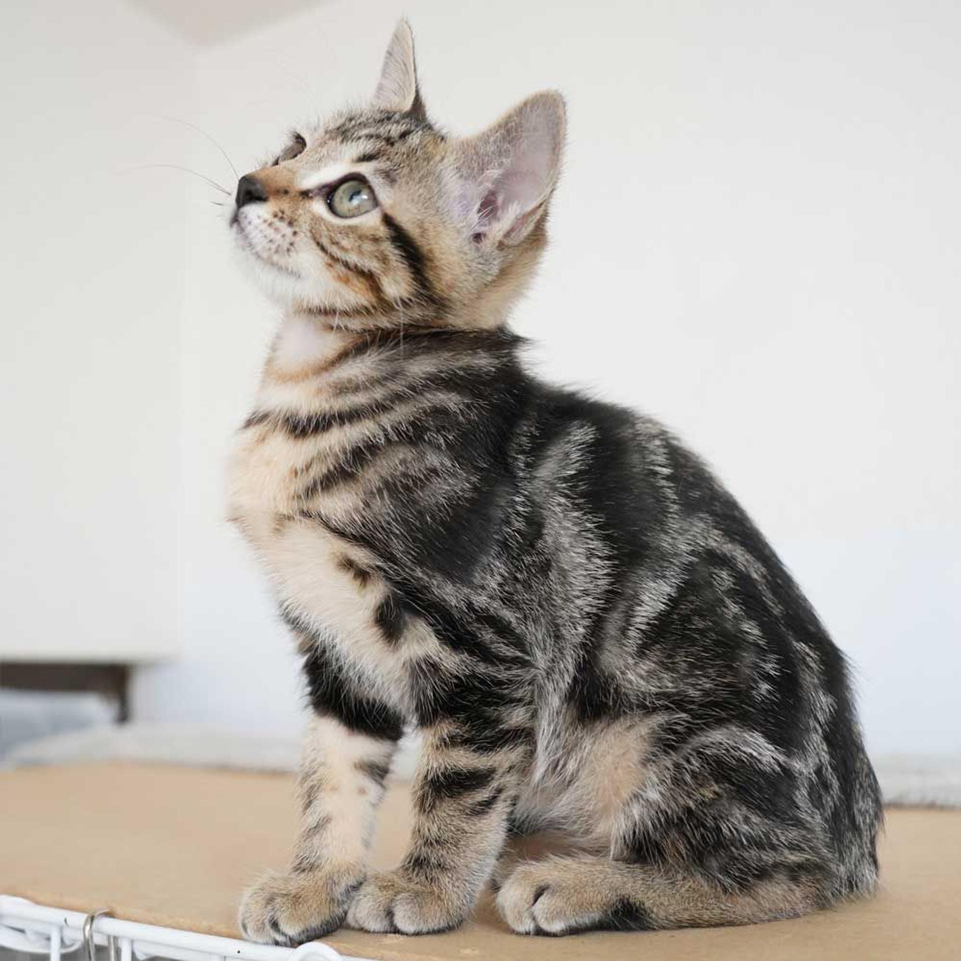 pet-image-9