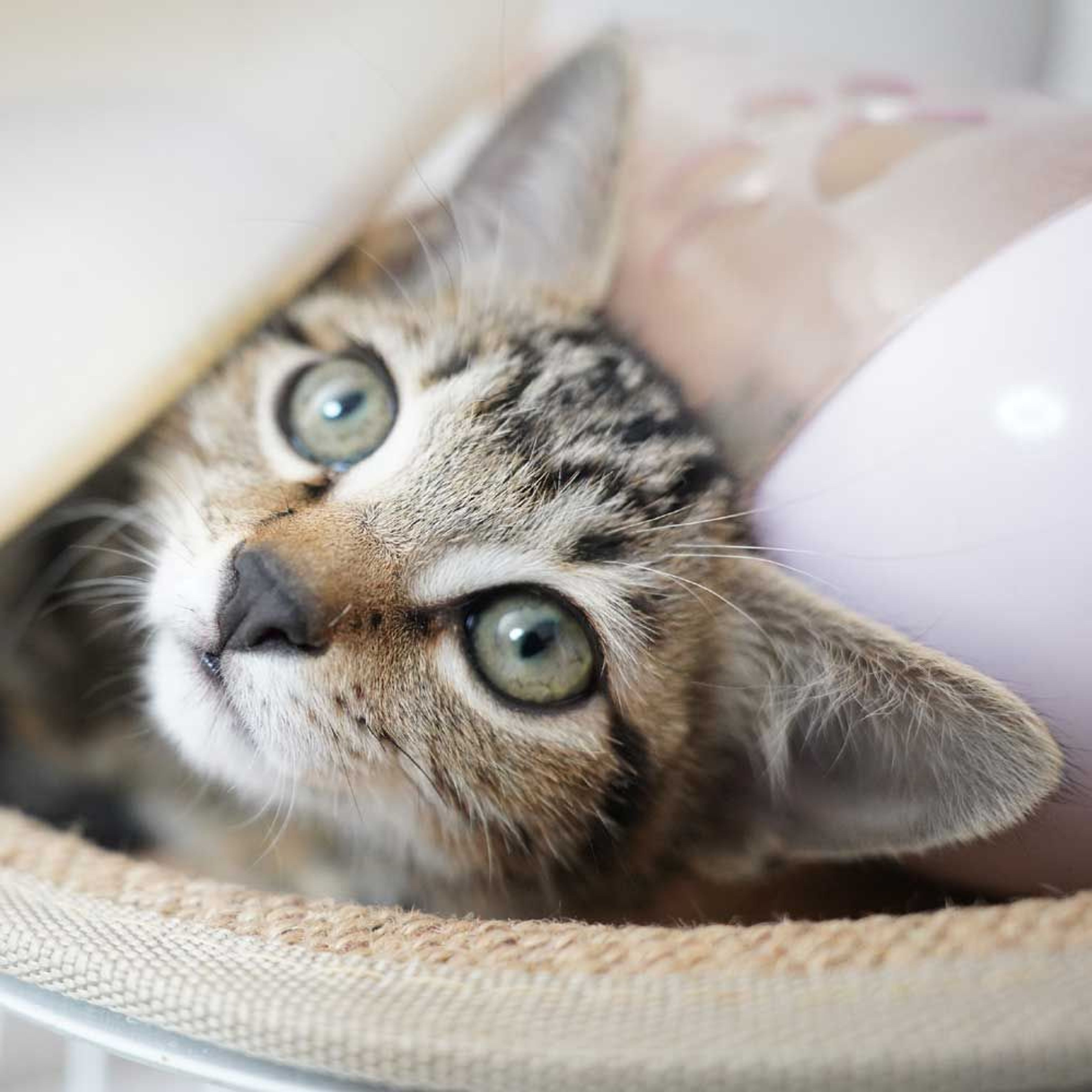 pet-image-10