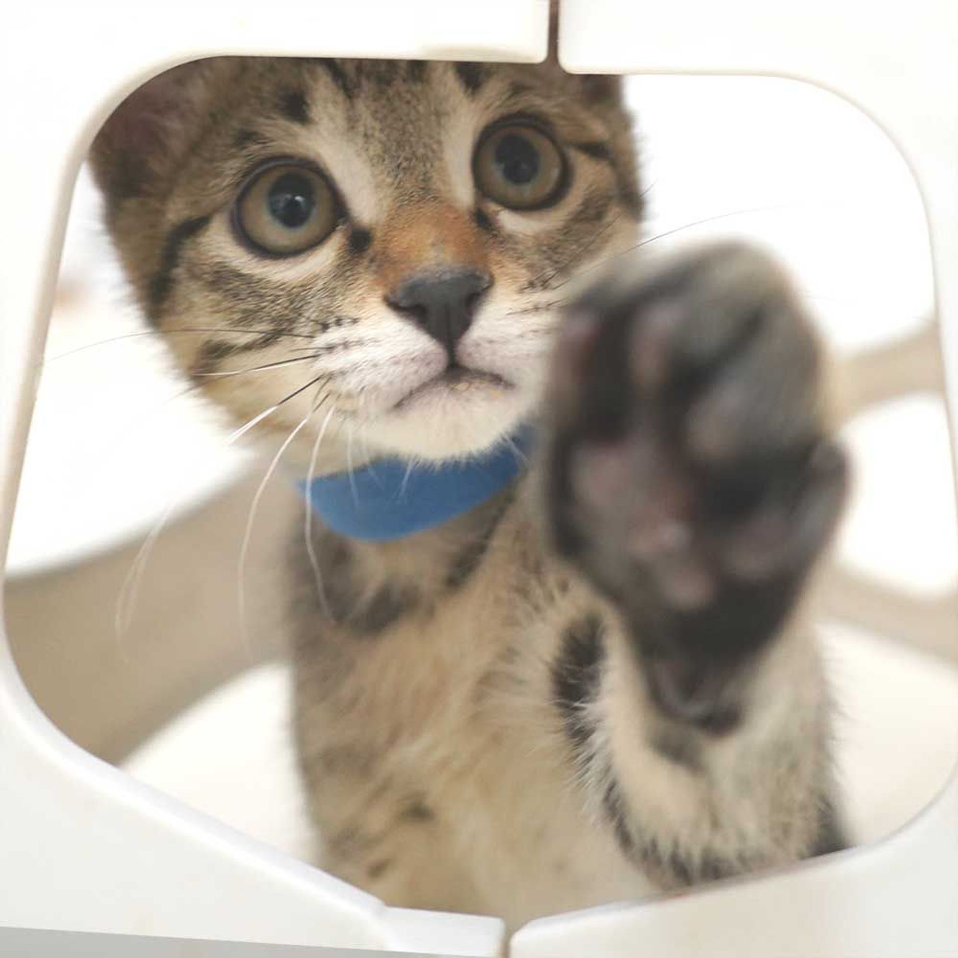 雑種（ミックス猫）・オスの里親募集の写真