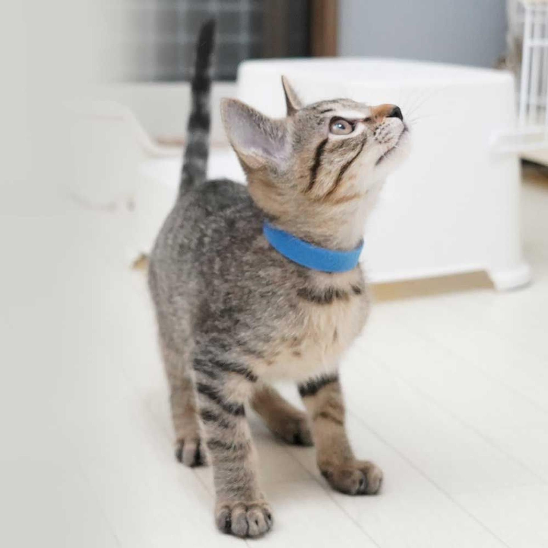 pet-image-4