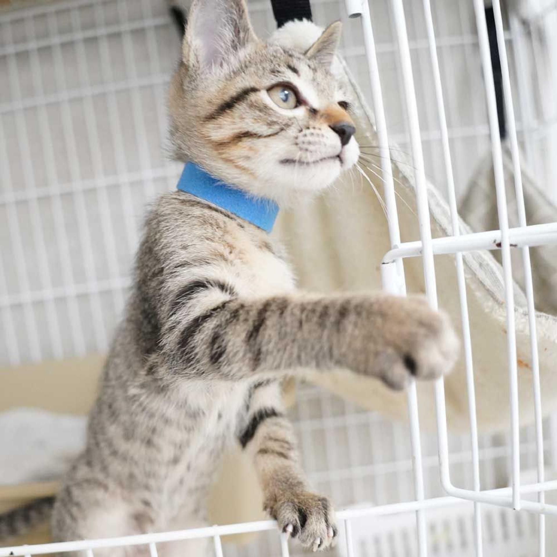 pet-image-5