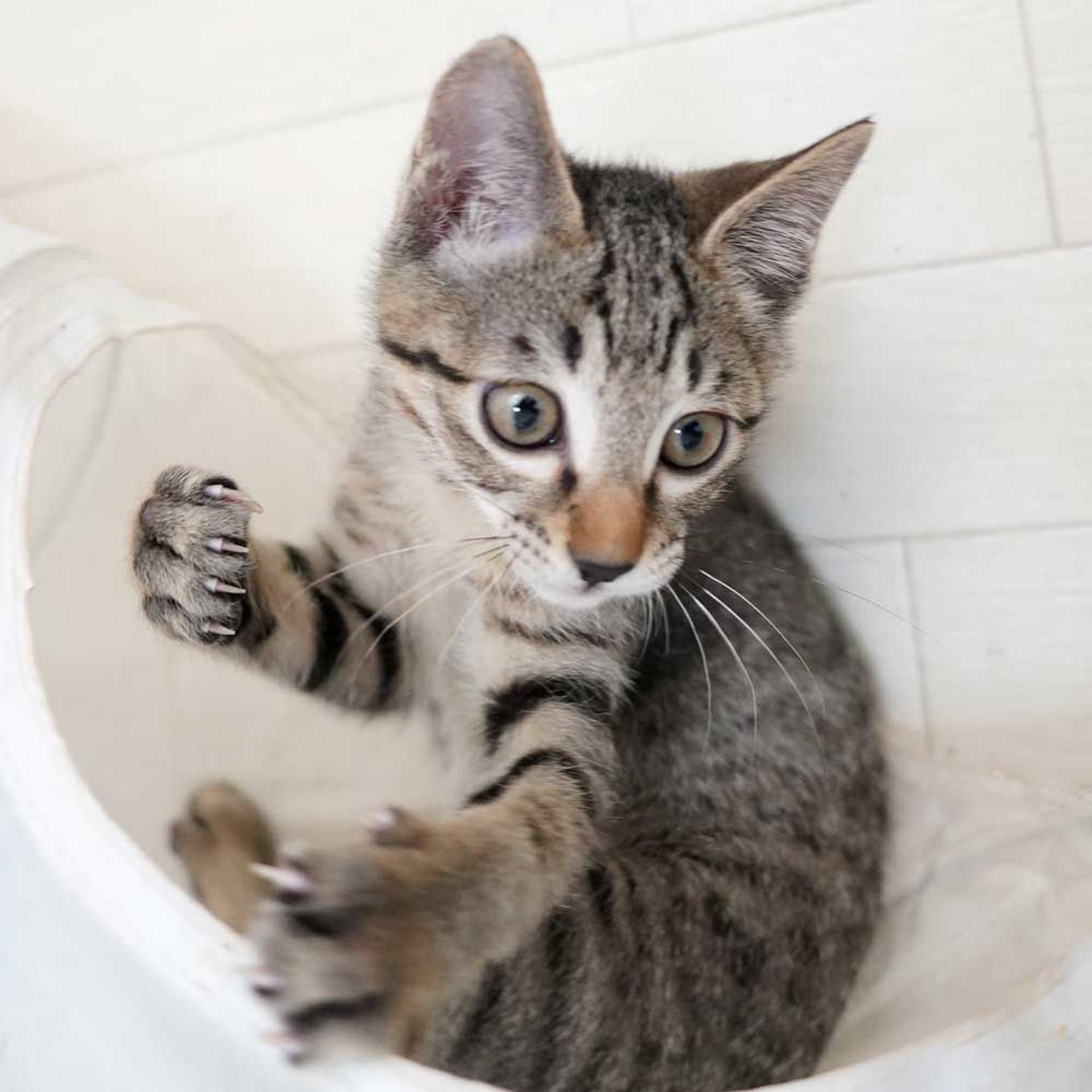 pet-image-6
