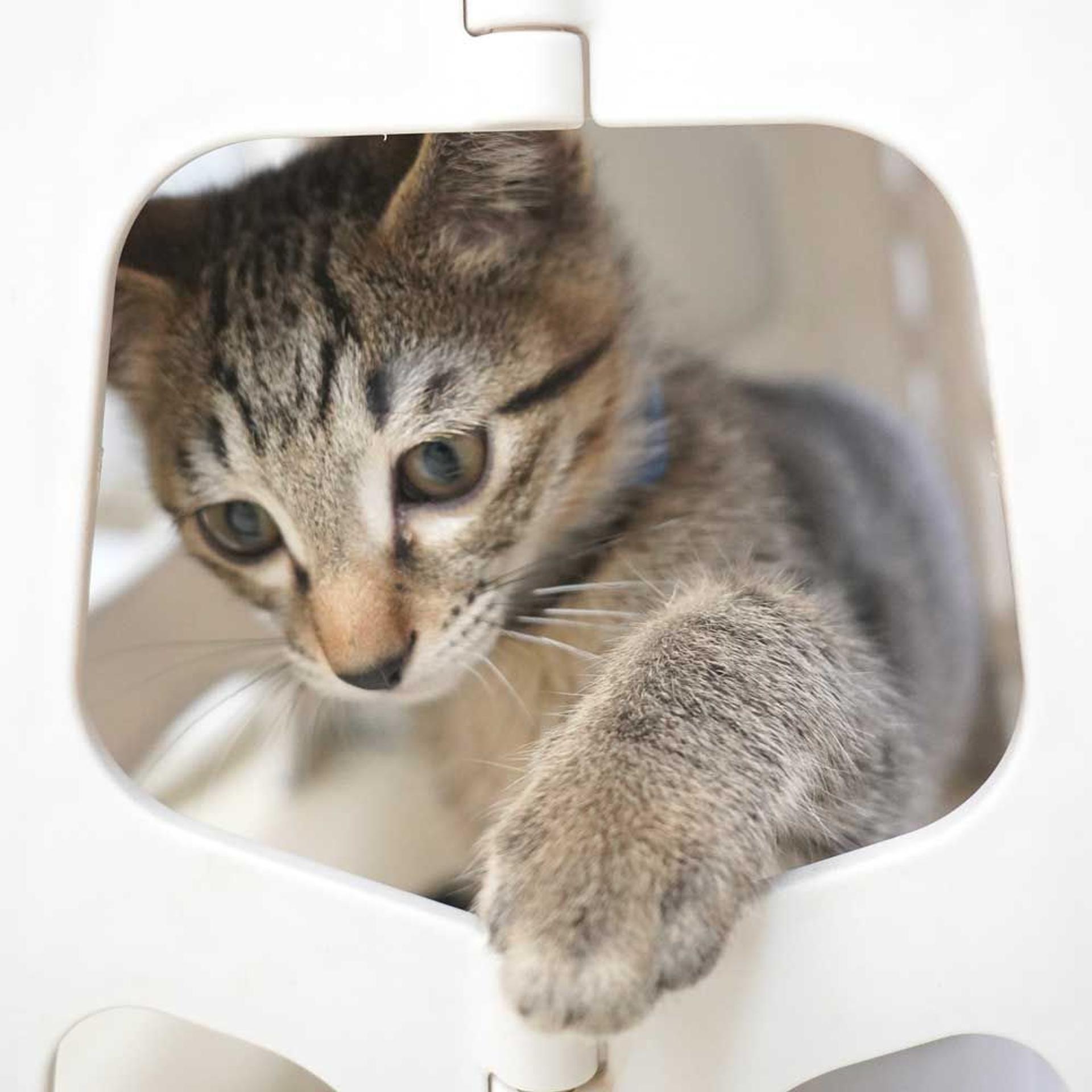 pet-image-9