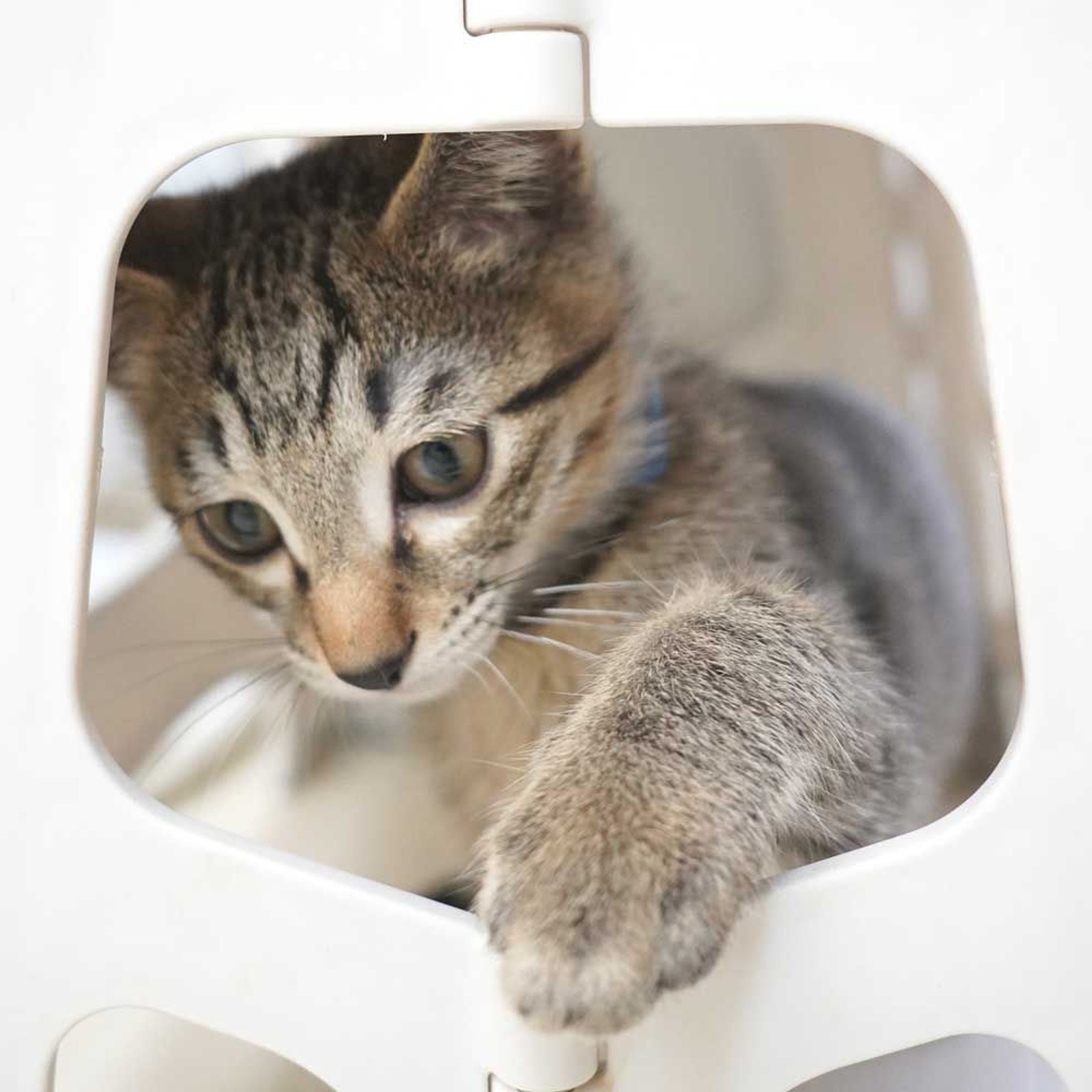 pet-image-9