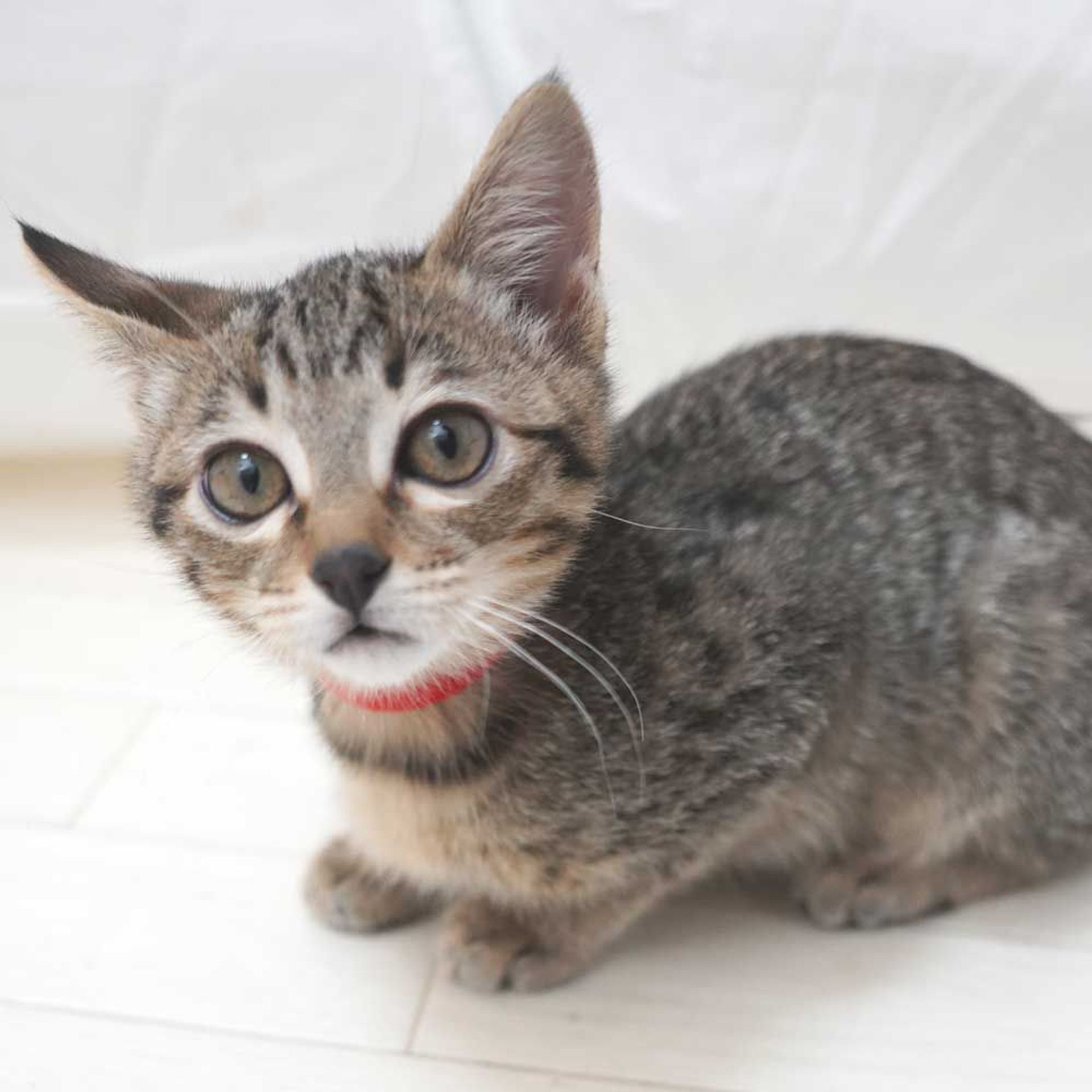 雑種（ミックス猫）・メスの里親募集の写真