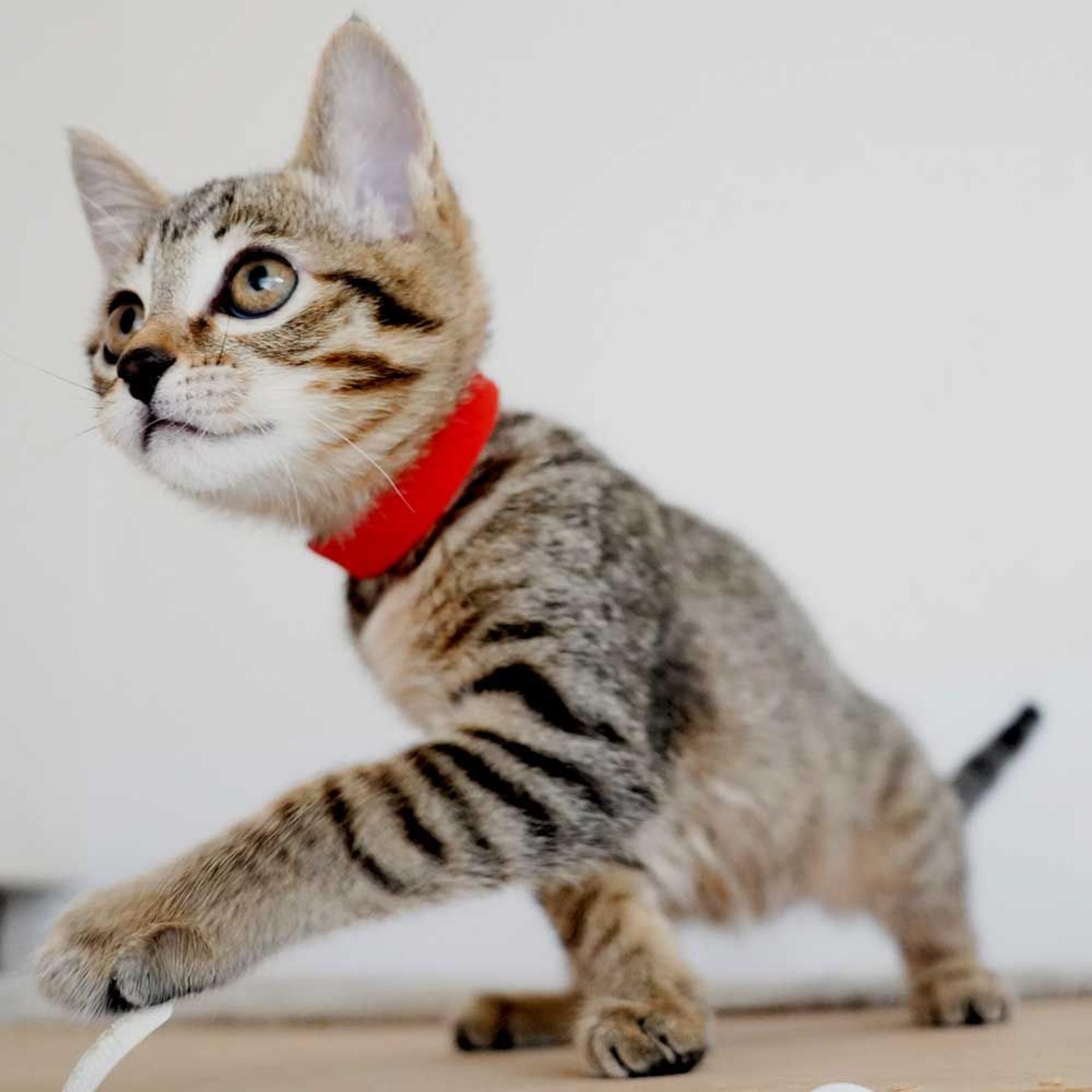 pet-image-6