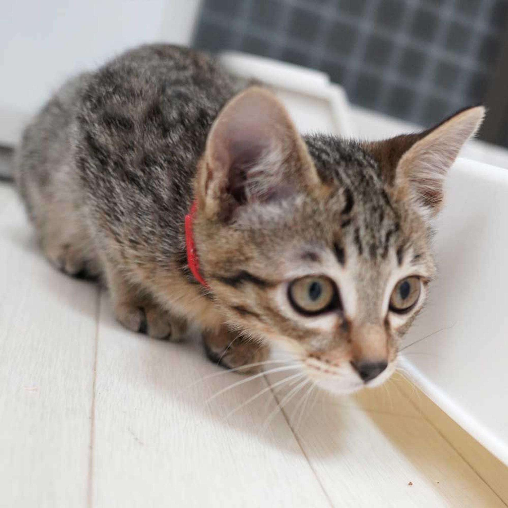 pet-image-8