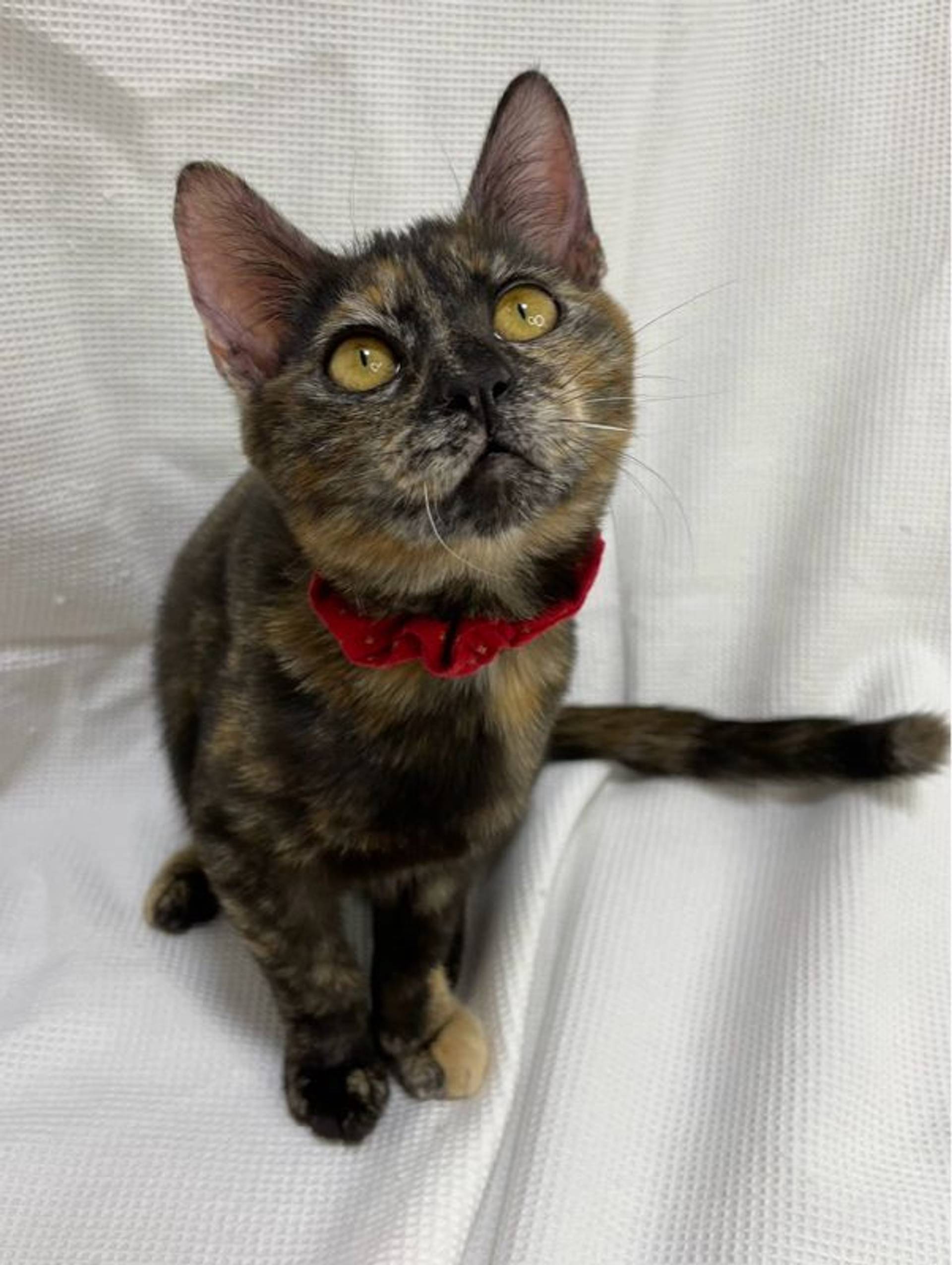 雑種（ミックス猫）・メスの里親募集の写真