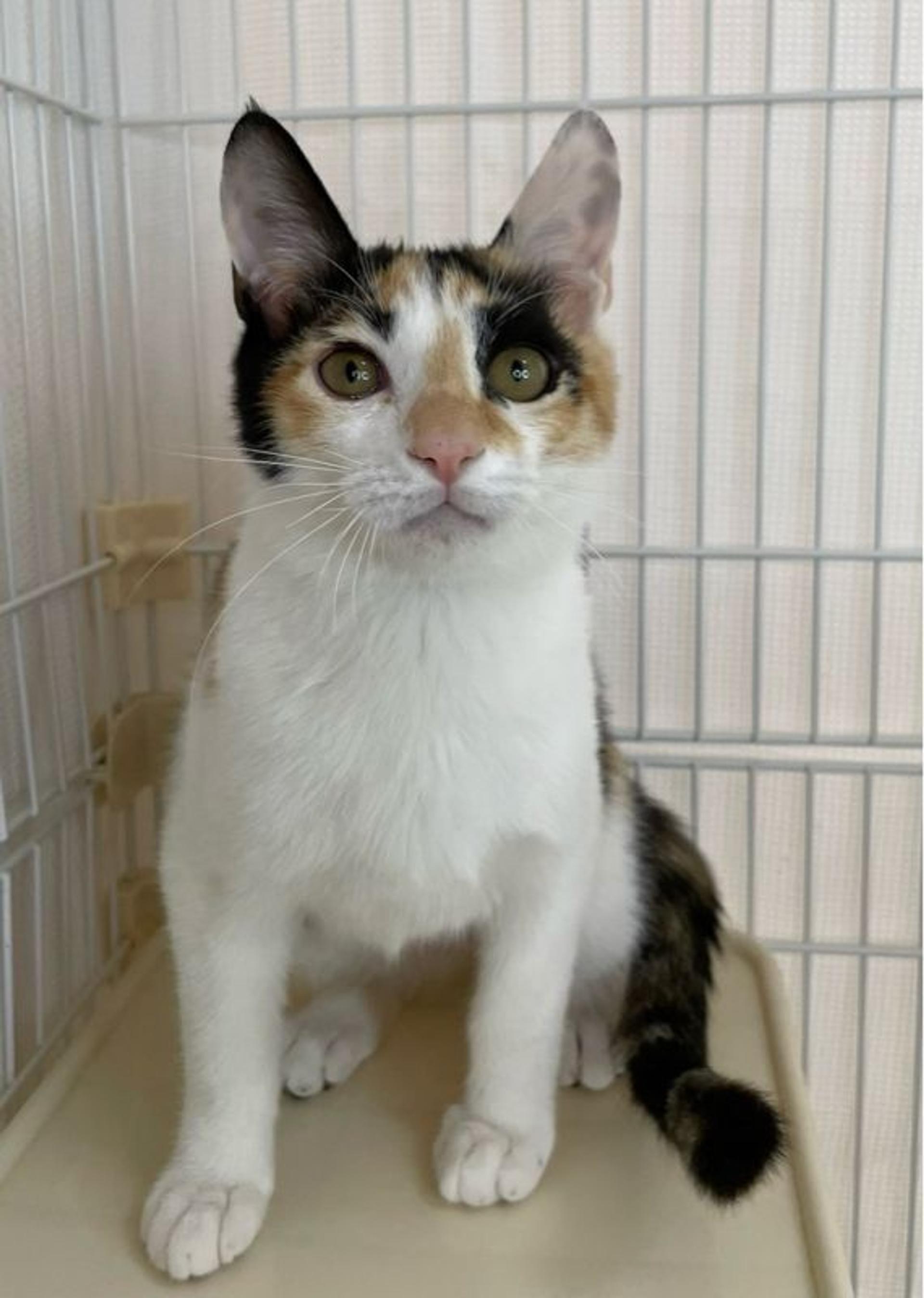 pet-image-2