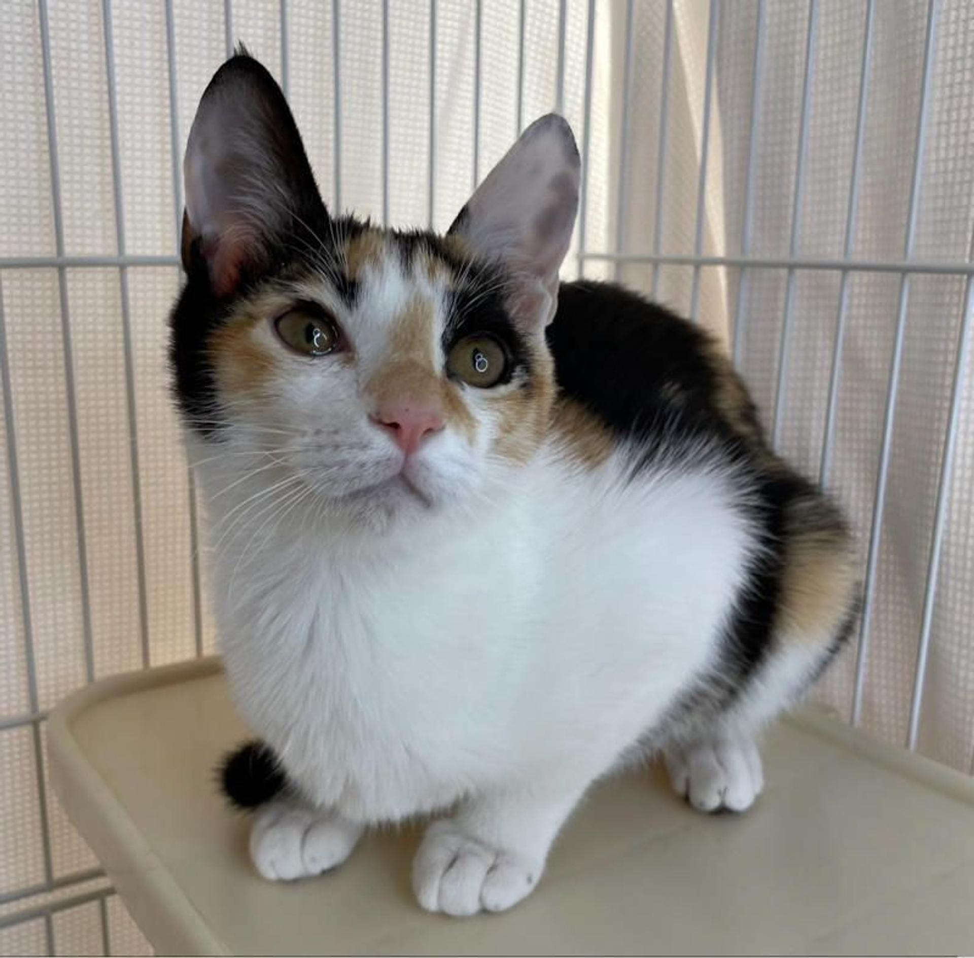 pet-image-3