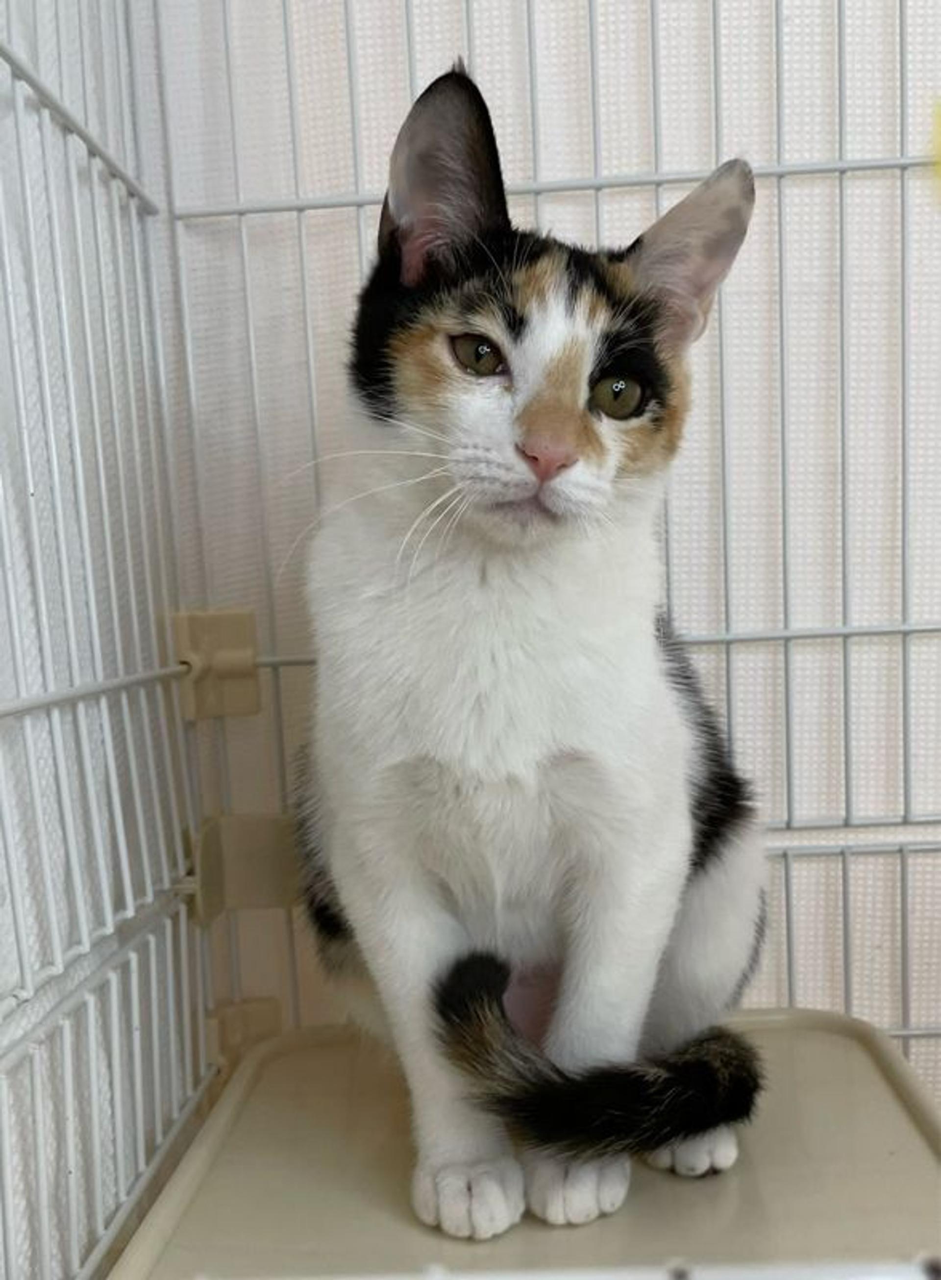 pet-image-4