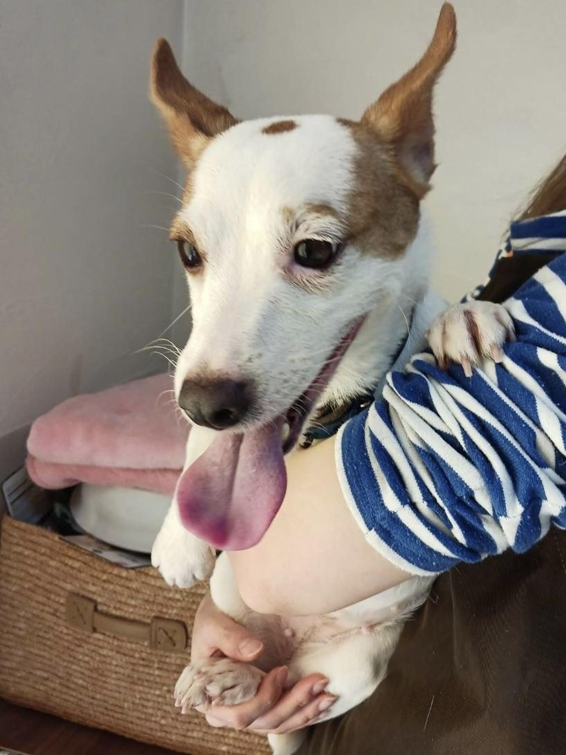 pet-image-2